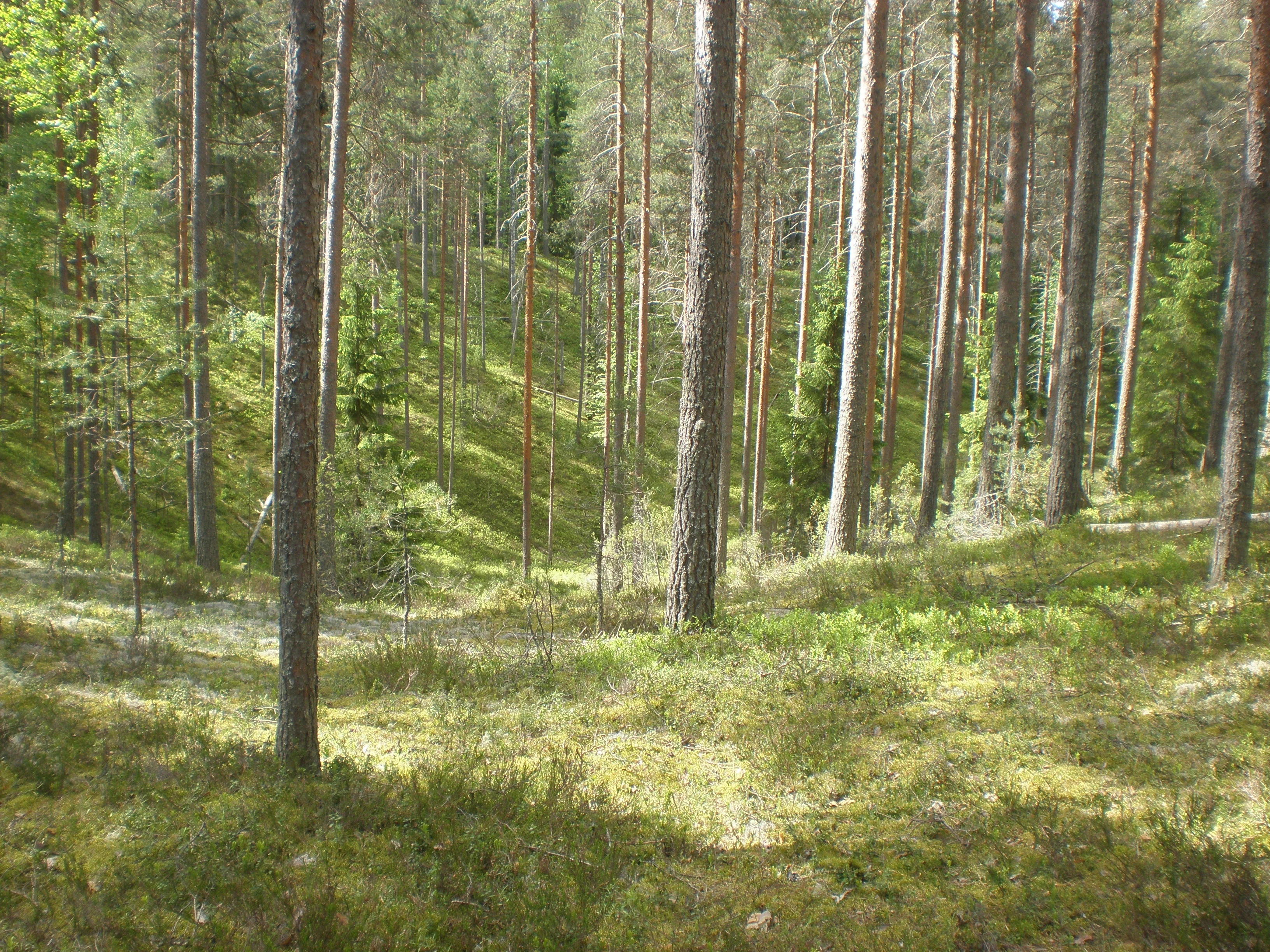 Sunlit forest with tall pine trees and green undergrowth