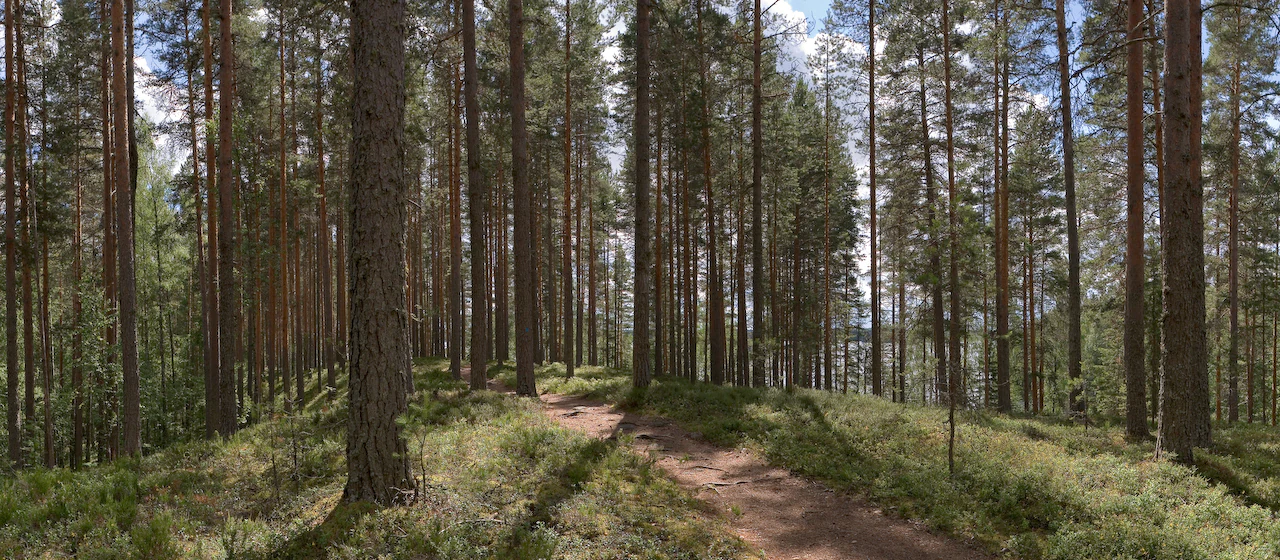 A dirt path winding through a dense forest of tall pine trees with sunlight filtering through the canopy