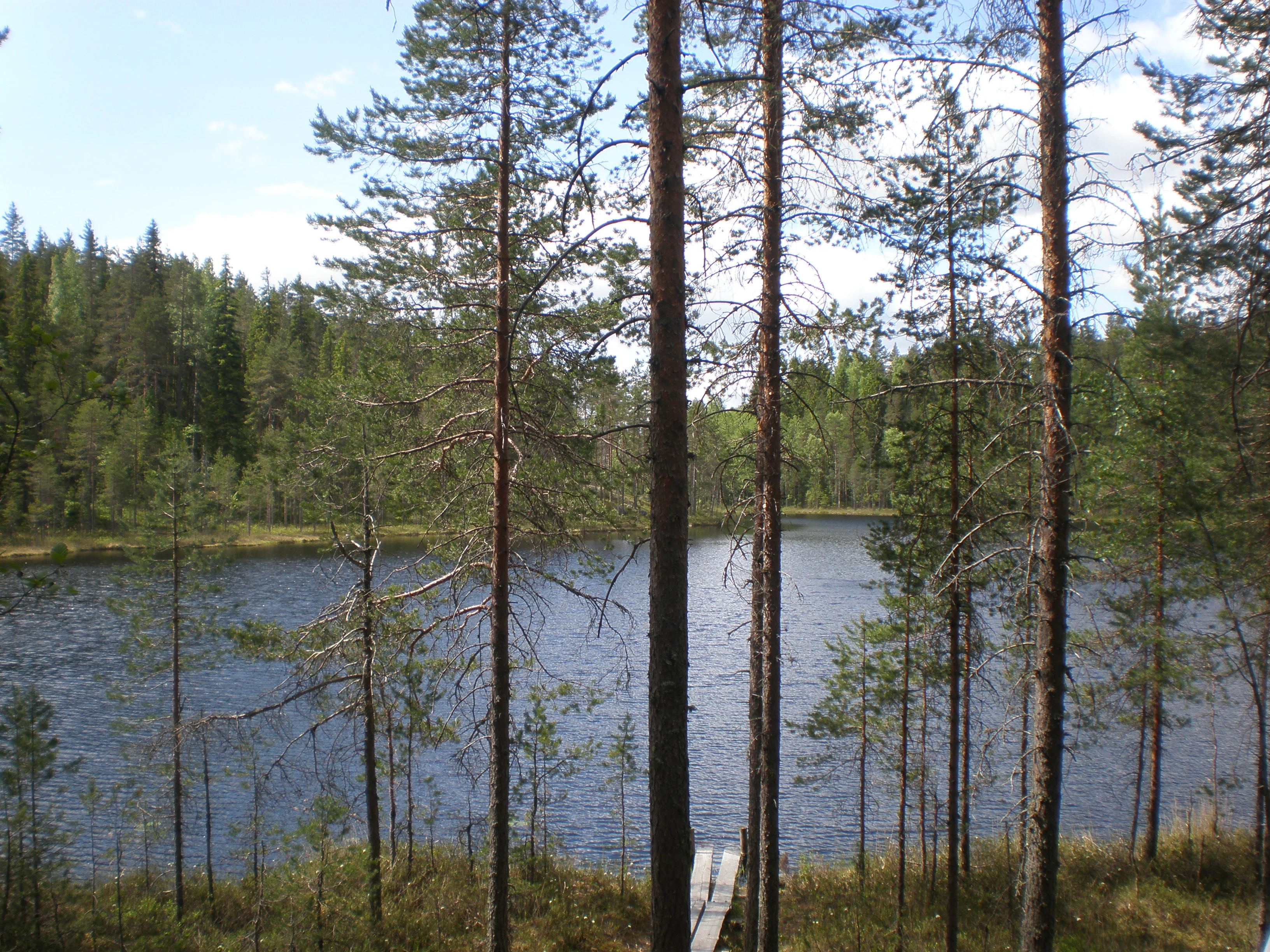 A serene pond with calm water bordered by tall pine trees and a wooden pier under a partly cloudy sky.