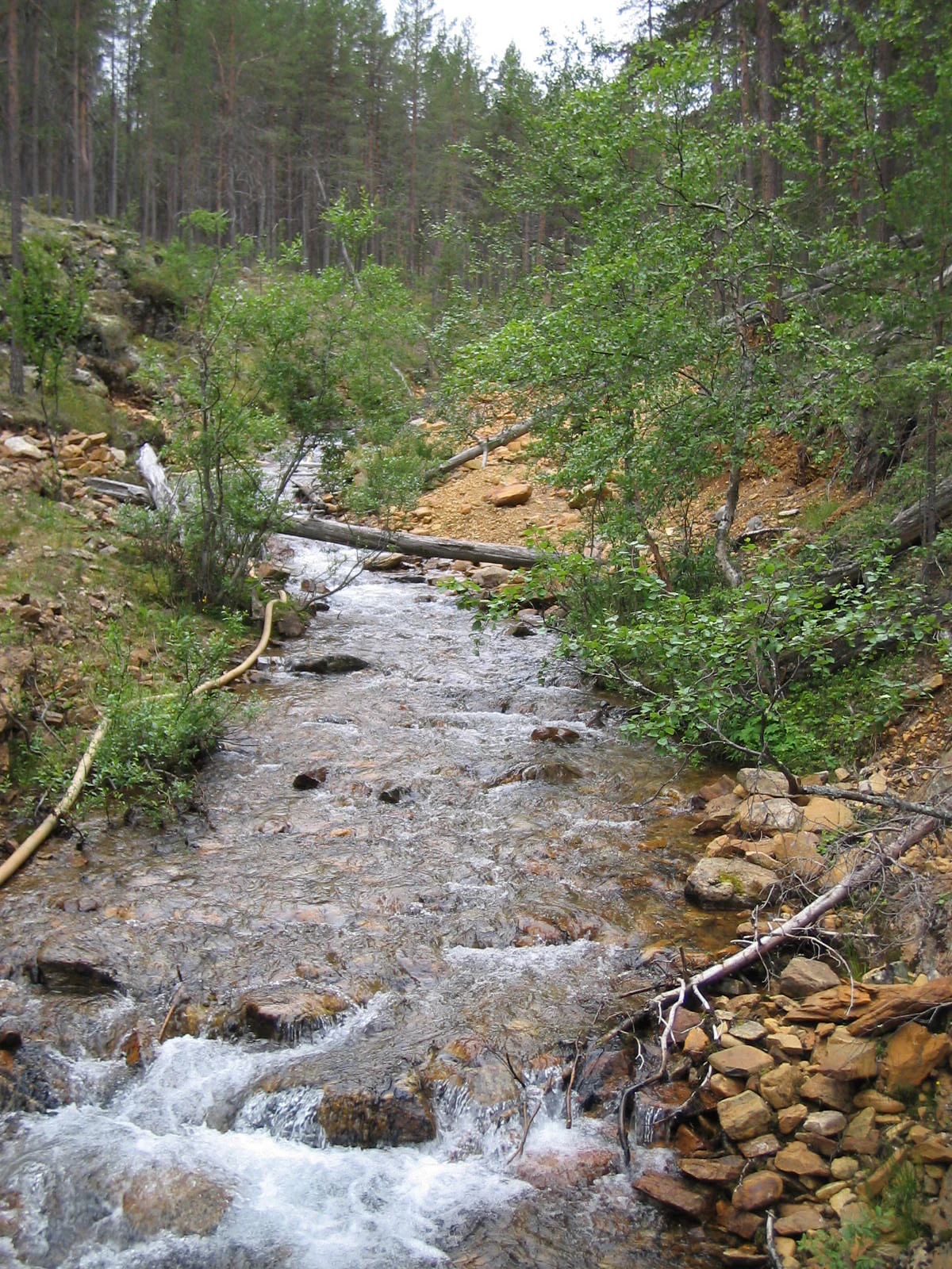 A river with flowing water over rocks, surrounded by green trees and vegetation in a forest