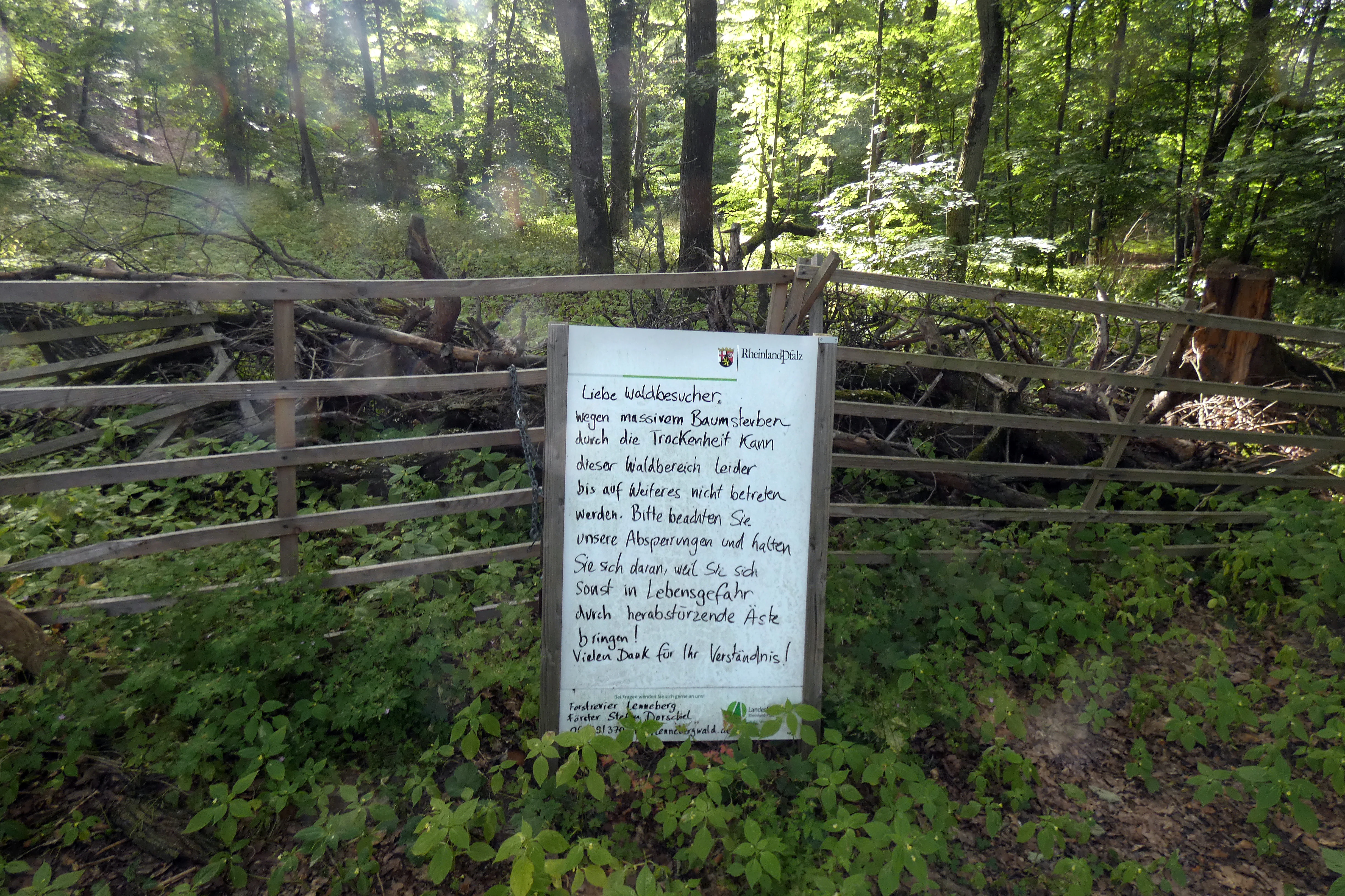 A white informational sign mounted on a wooden gate in a forest, featuring German text notifying visitors about trail closures due to tree mortality.
