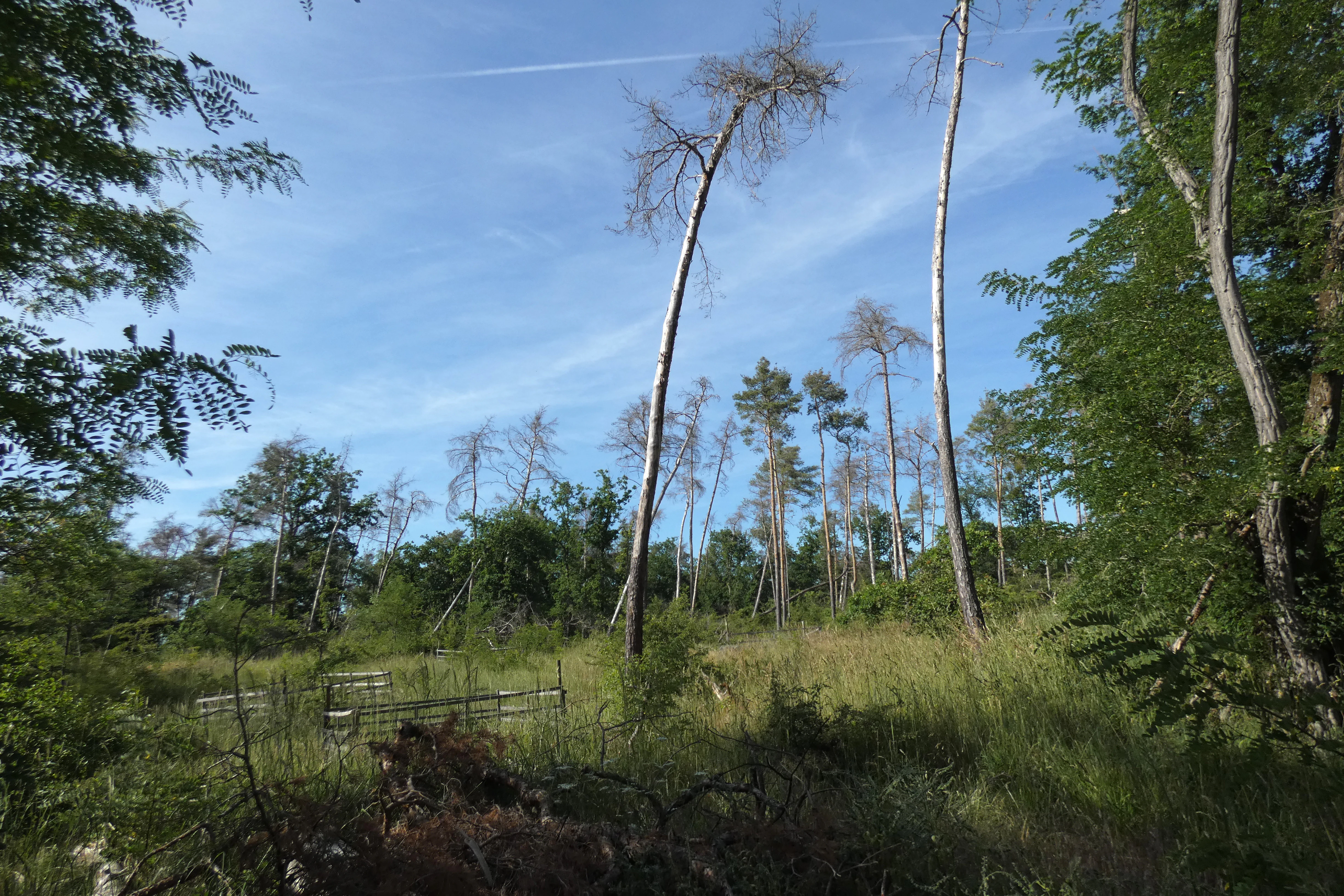A group of tall, dead pine trees stands in a grassy clearing within a forest, with clear blue sky above.