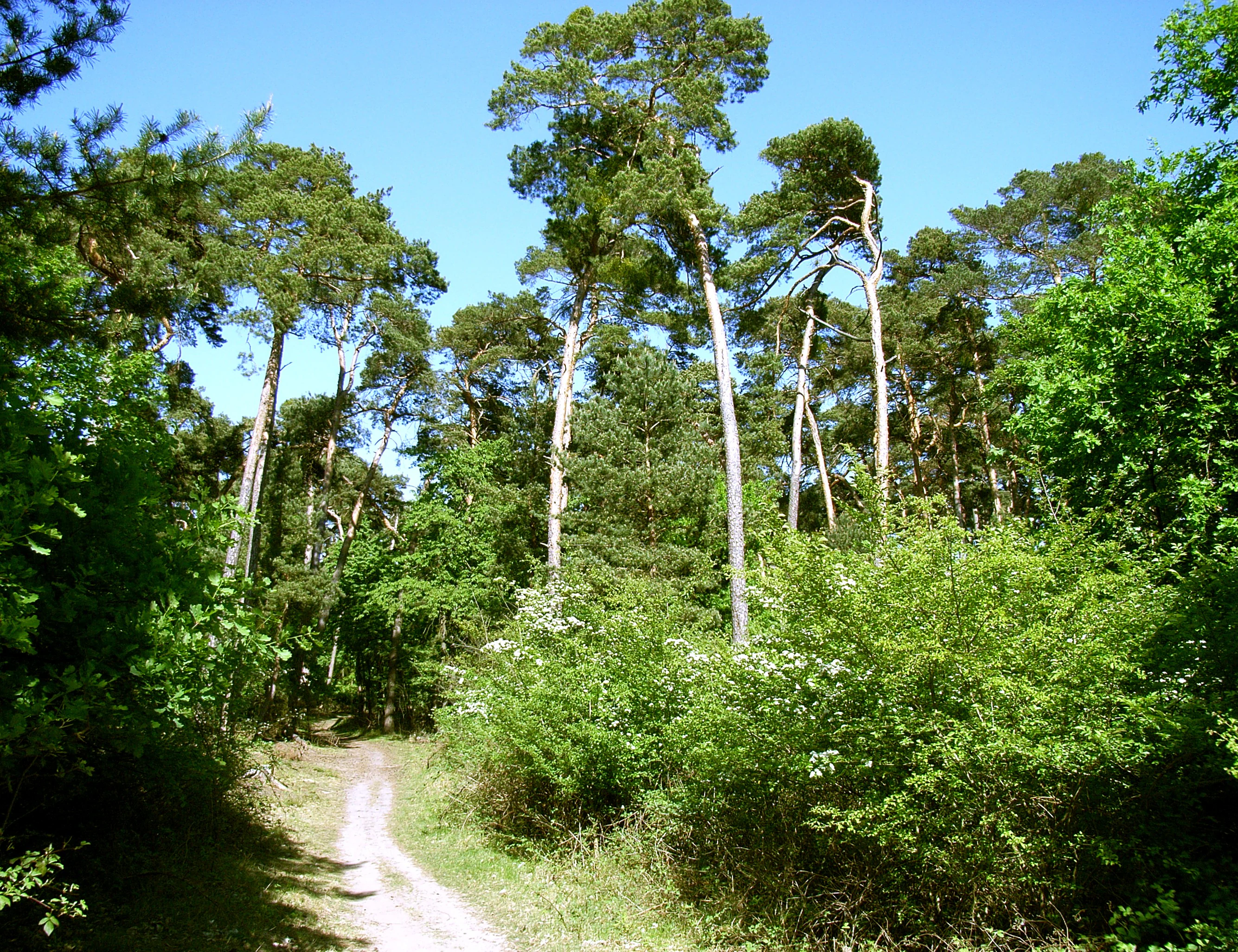 A dirt hiking trail leads into a bright, green forest dominated by tall pine trees under a clear blue sky.