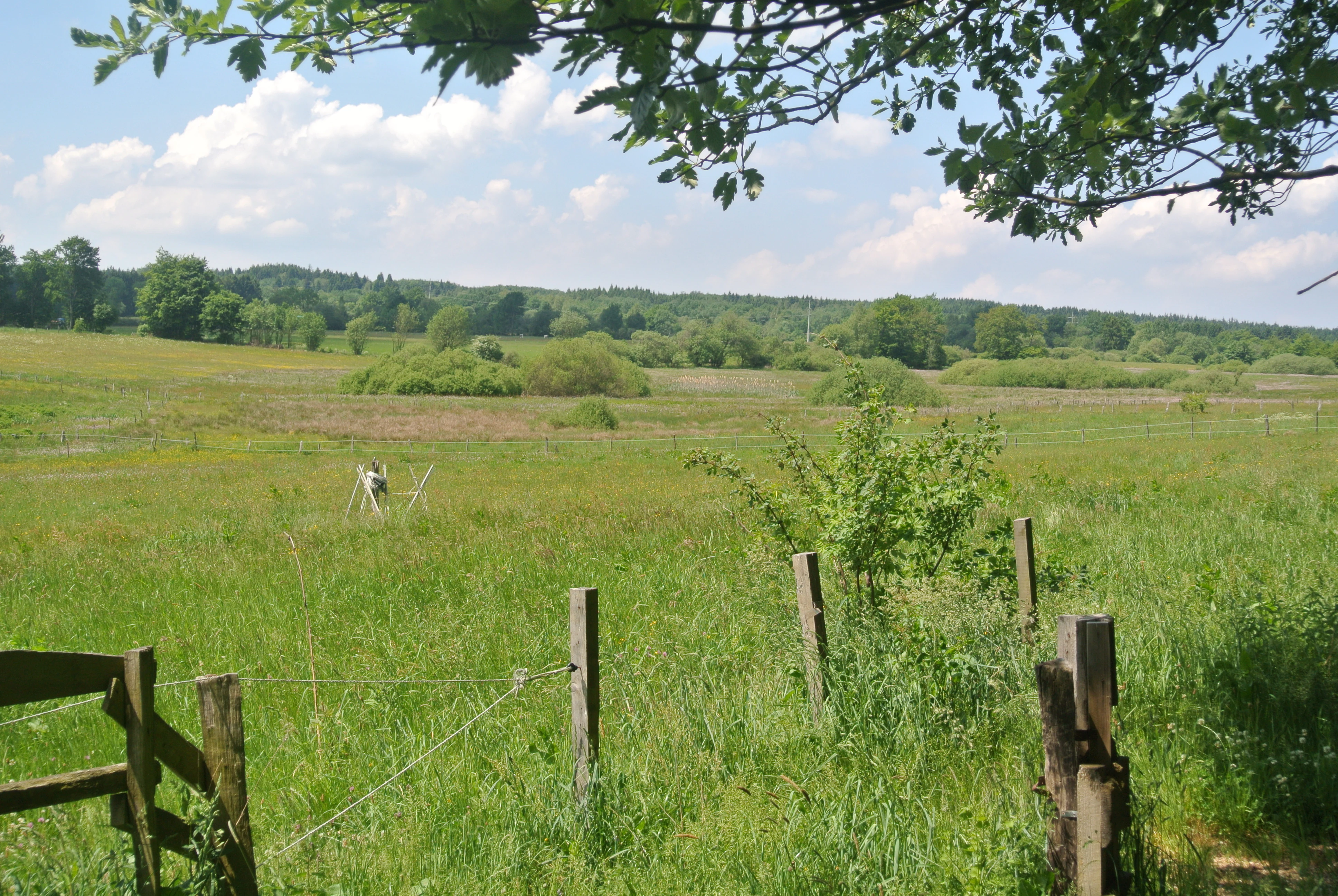A wide view of a green valley landscape with tall grasses, a wooden fence in the foreground, and a forest line in the background under a partly cloudy sky.