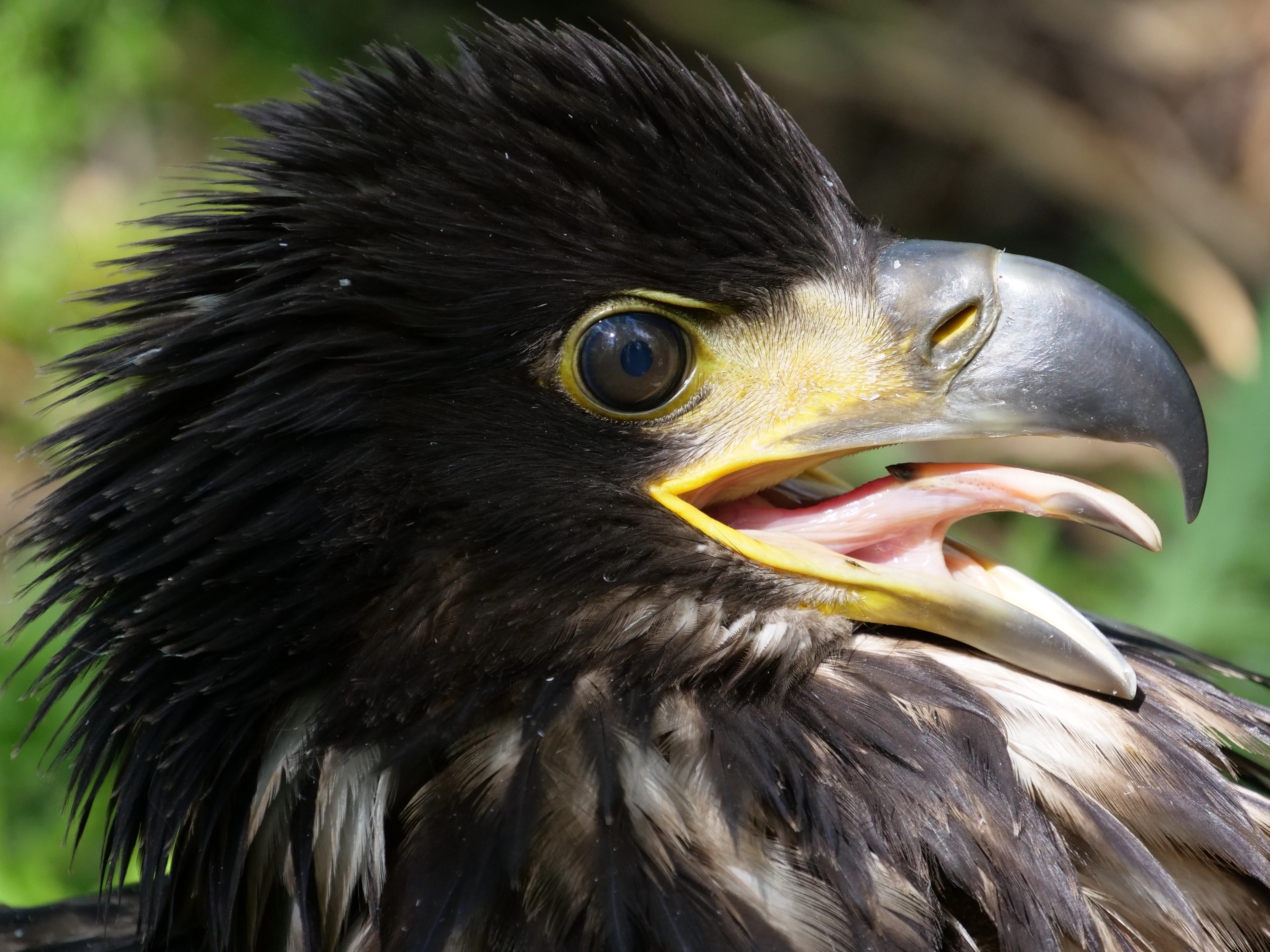 A close up profile of a white-tailed eagle with dark feathers and a yellow beak, captured with its beak slightly open.