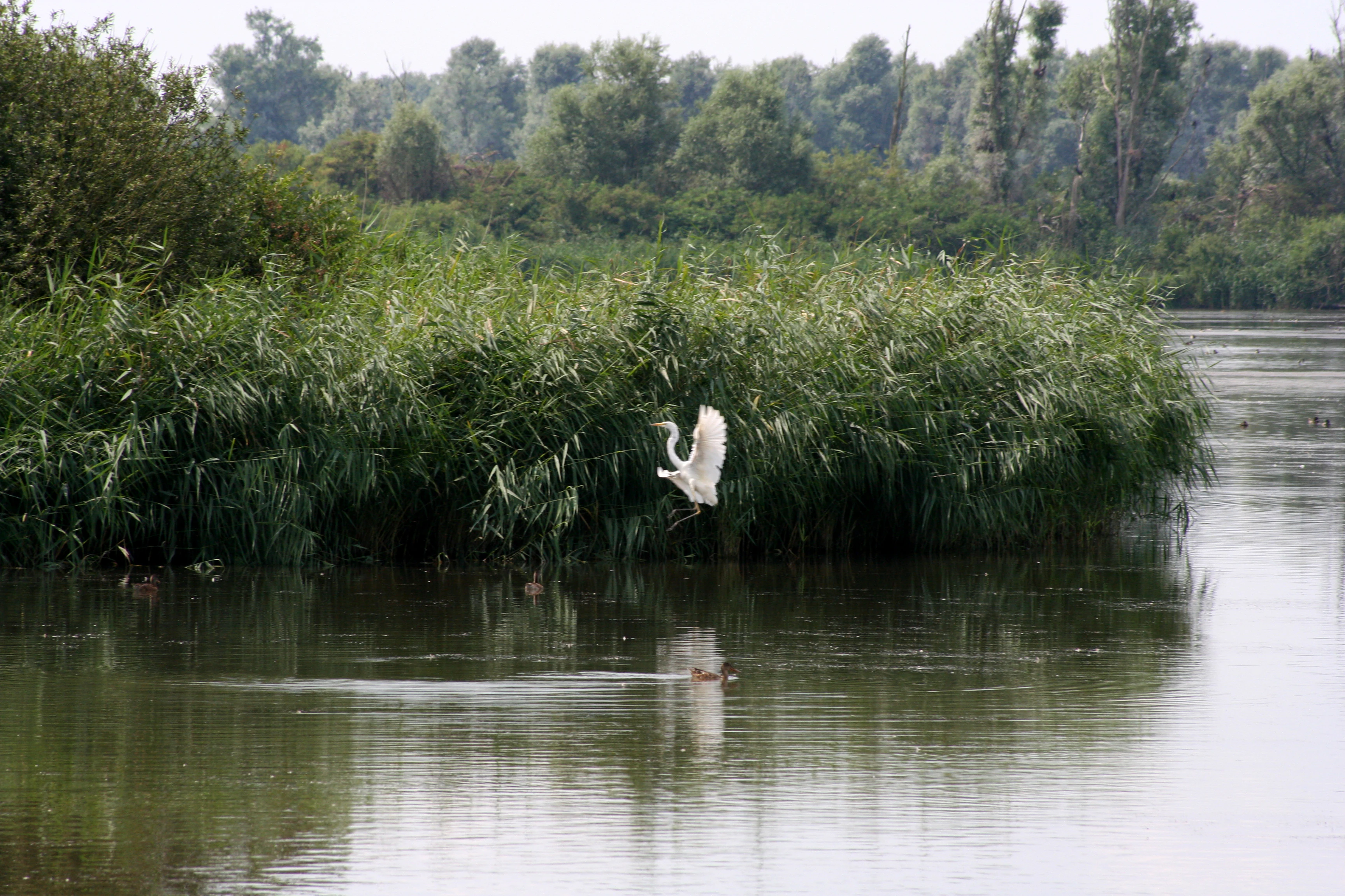 A great egret with white plumage in flight, preparing to land in a lush green marshland with dense reeds and a calm body of water.