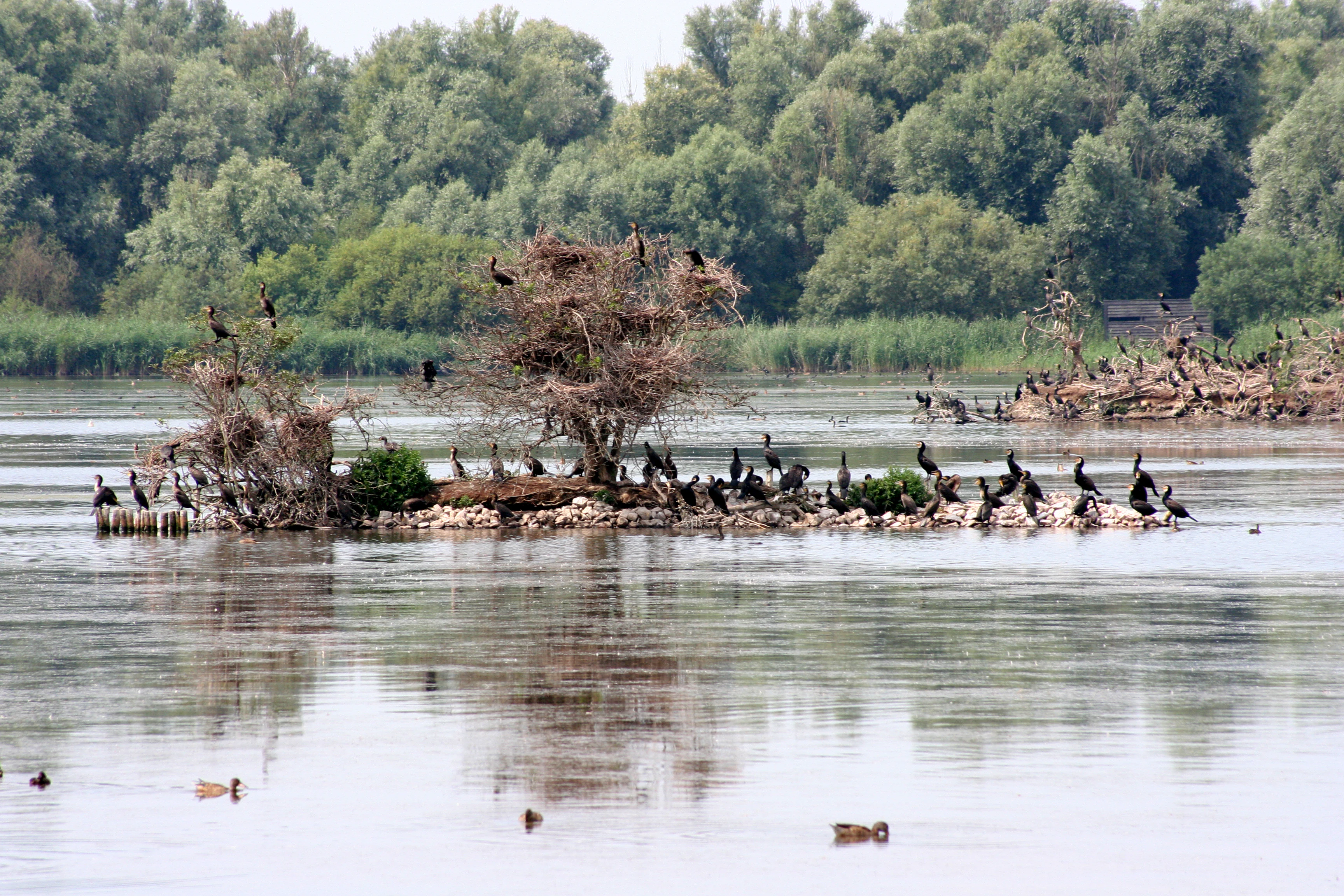 A small, low-lying island in a calm lake, covered with many dark birds, likely cormorants, perched in trees and on the rocky shoreline, with a background of dense green forest.
