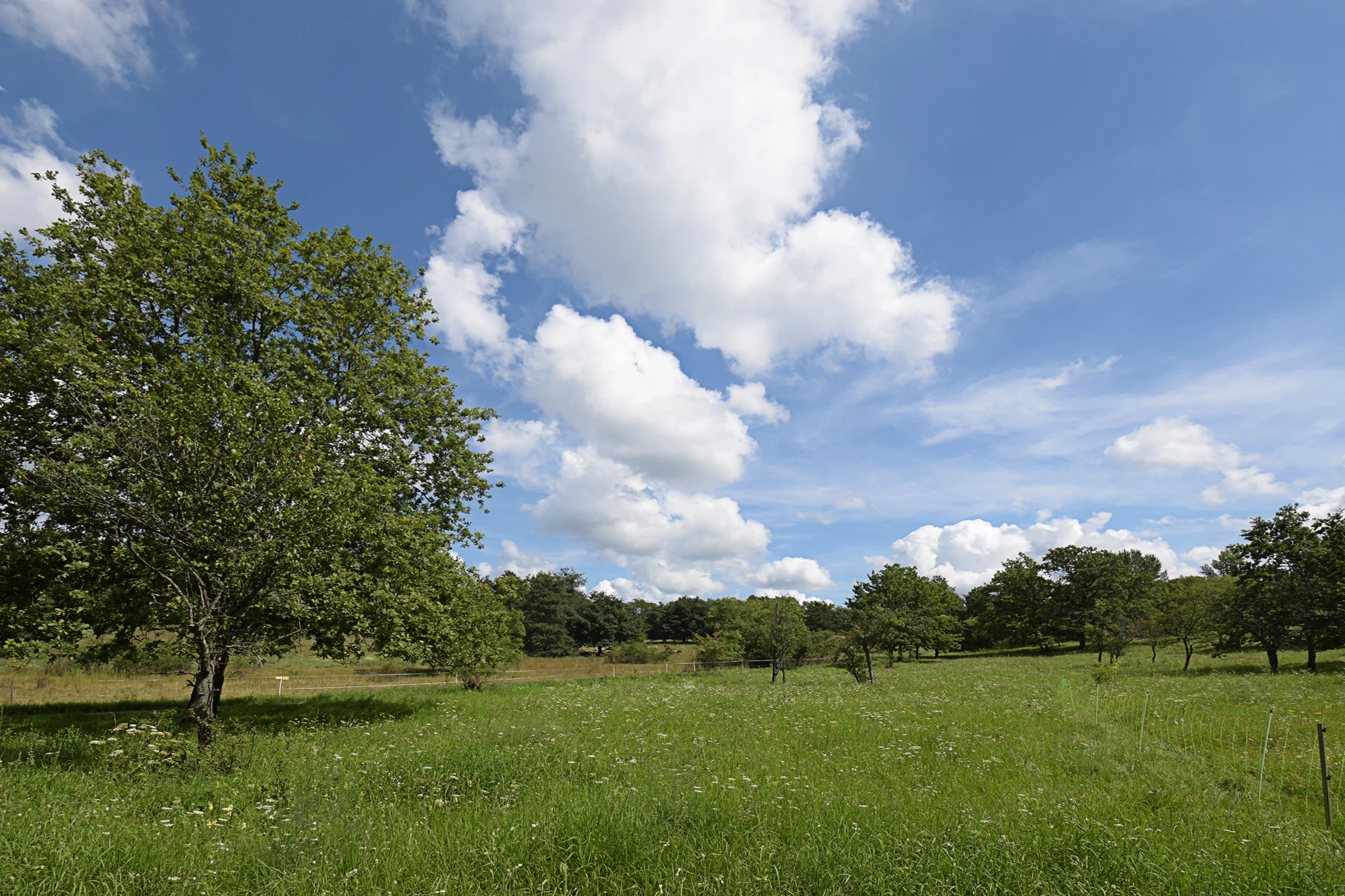 A wide, grassy meadow dotted with deciduous trees under a bright blue sky with white clouds.