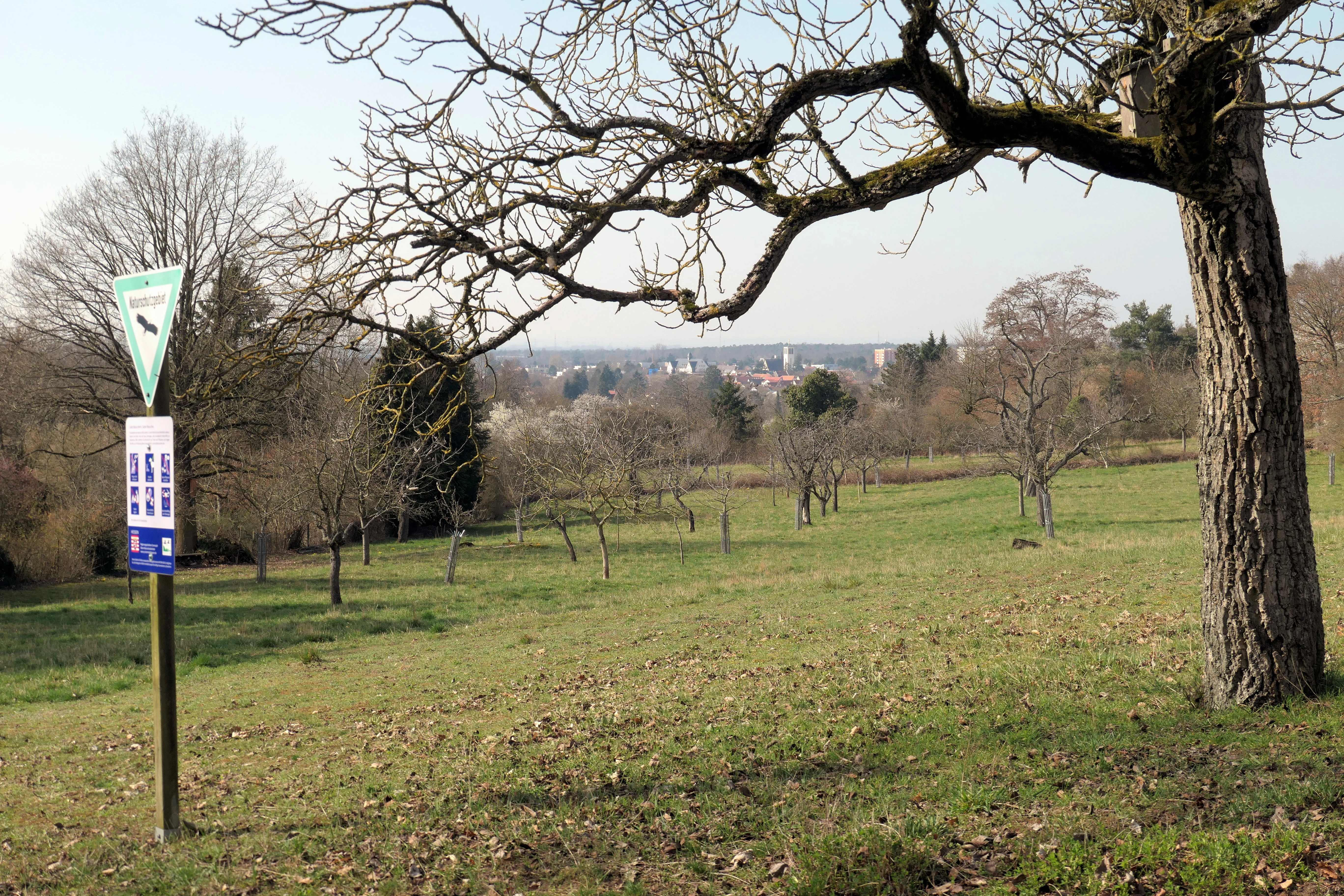 A gentle grassy slope with scattered trees and an orchard meadow setting, featuring a nature reserve sign on a post in the foreground.