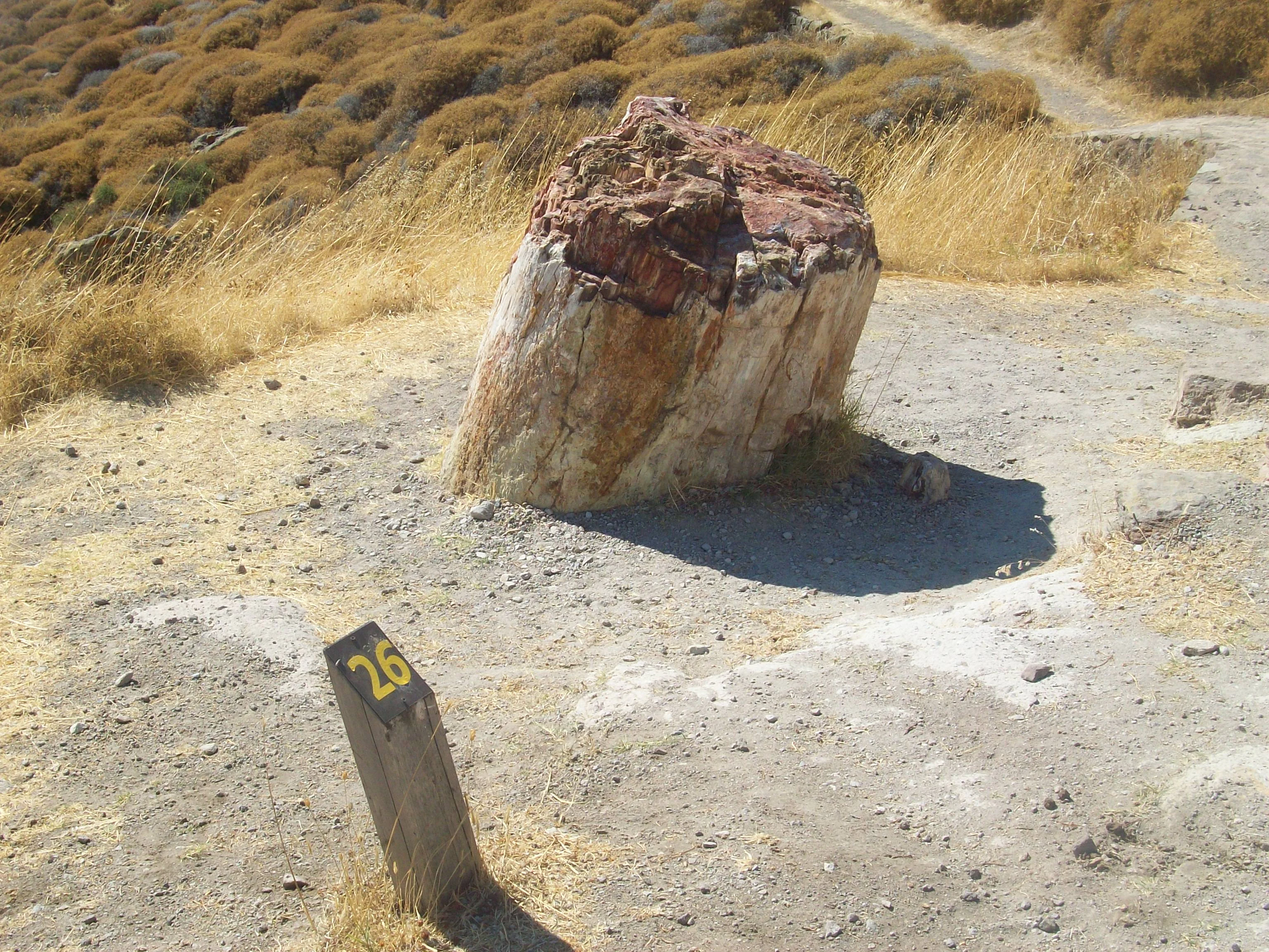 A large, upright fossilized tree trunk standing in a dry, sun-drenched landscape with a small wooden marker post labeled with the number 26 in the foreground.