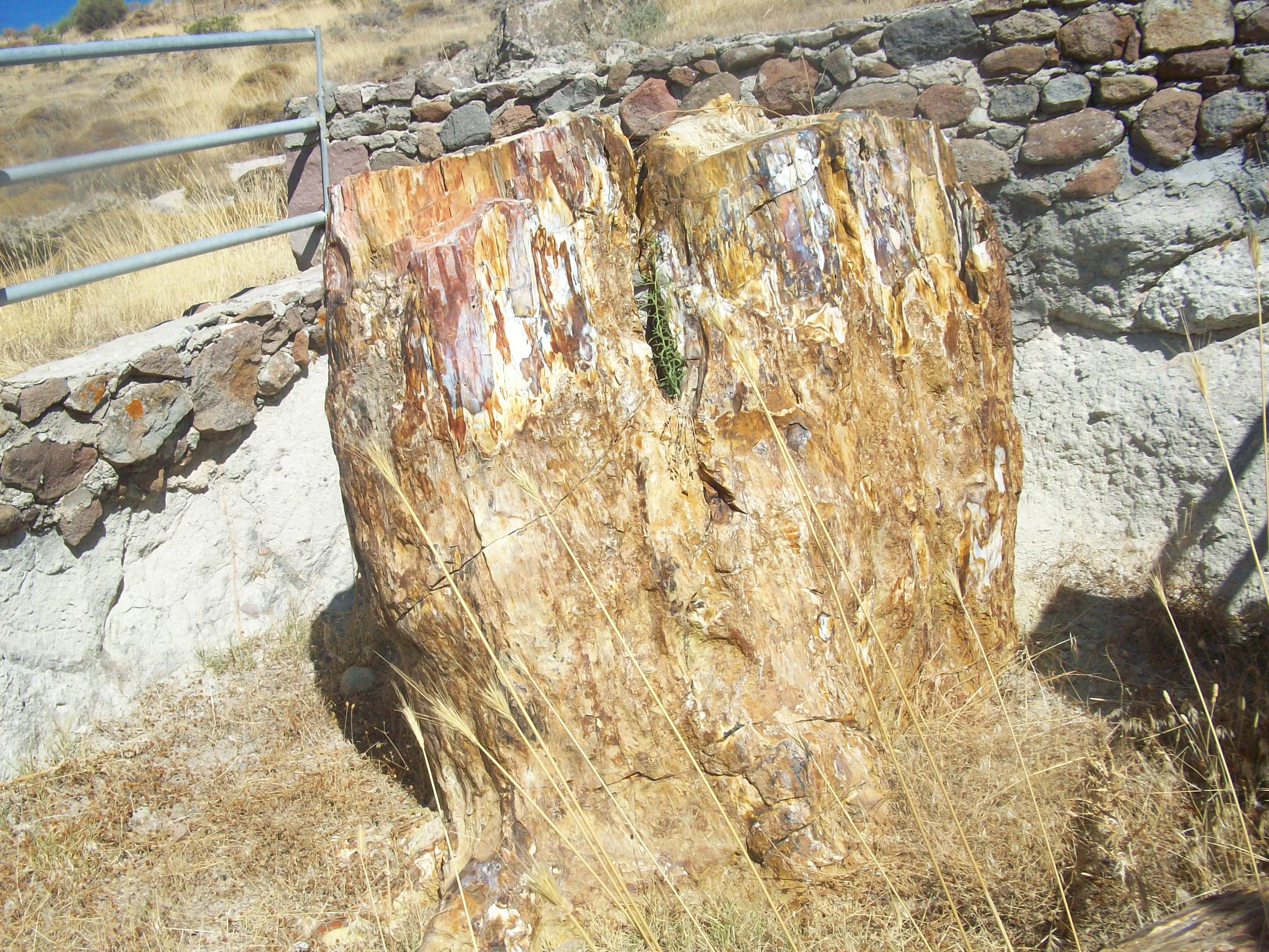 A large, upright fossilized tree stump with varied earth tones and mineral textures, surrounded by a low stone wall and dry grass in an outdoor setting.