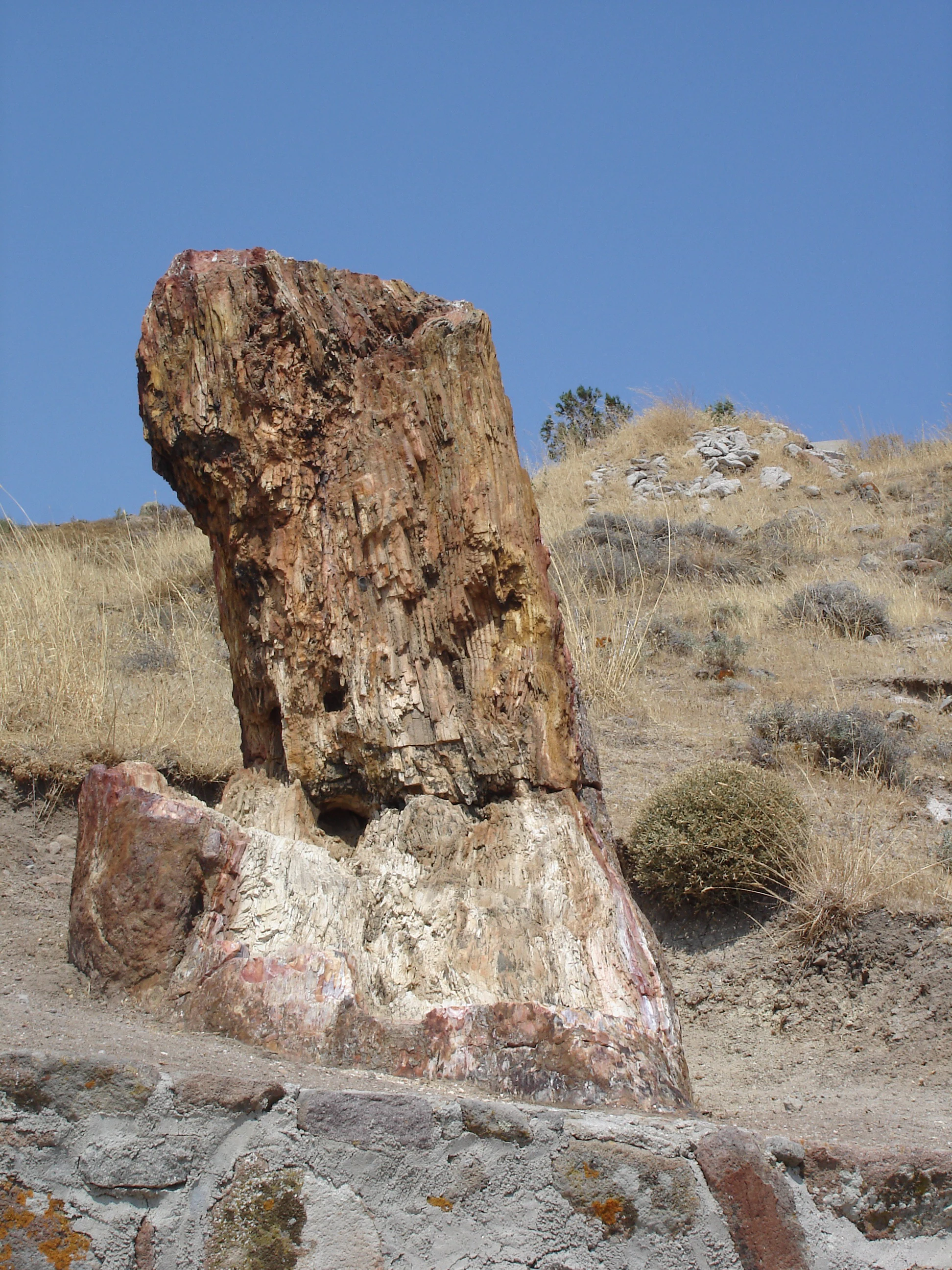 A close-up view of a large, fossilized, and petrified tree trunk standing in a dry, grassy landscape under a clear blue sky.