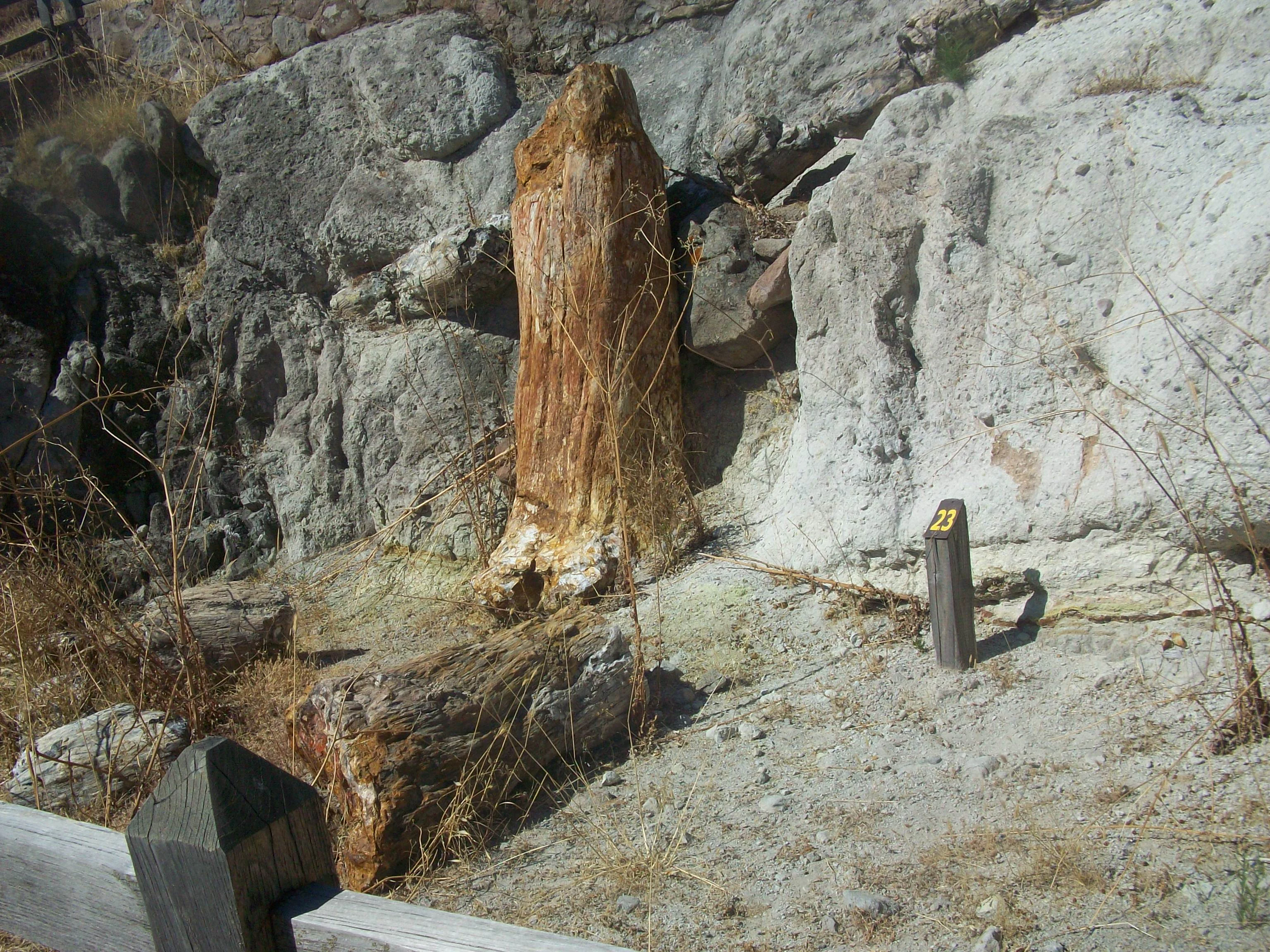 A vertical, fossilized tree trunk standing in a rocky, arid landscape with a numbered marker nearby.