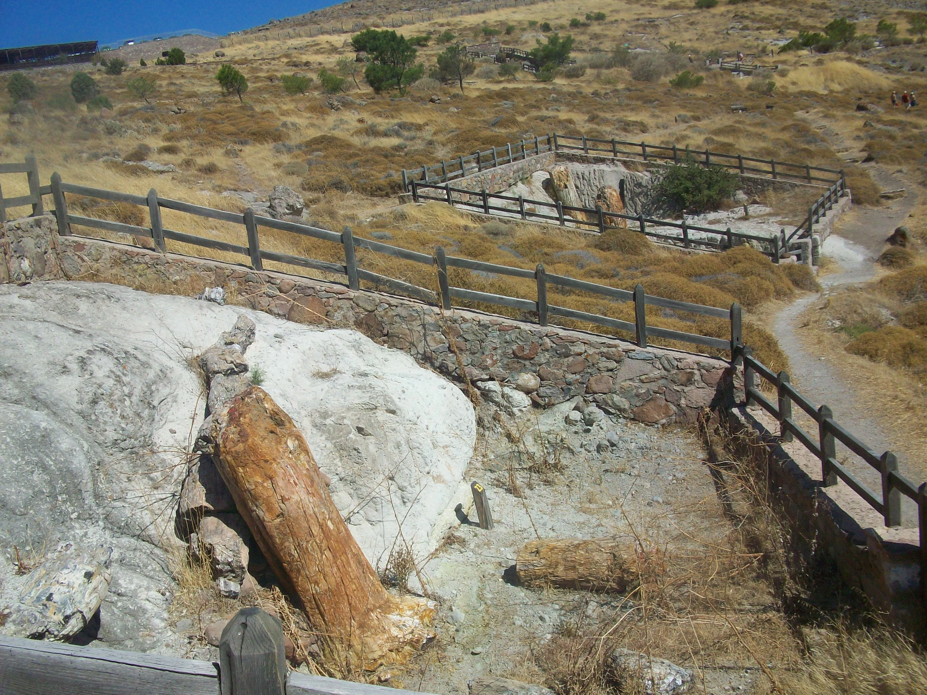 A high-angle view of two large fossilized tree trunks set into light-colored volcanic rock in a fenced-off outdoor area at the Lesvos Petrified Forest.