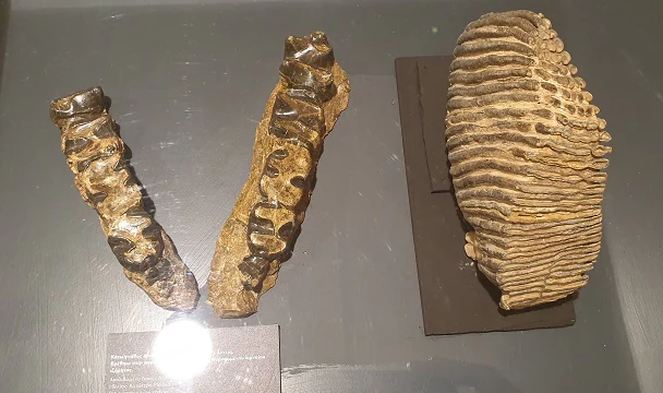 Three fossilized prehistoric animal specimens displayed in a museum case on a gray surface, including two elongated jaw fragments with teeth and a large ridged molar.