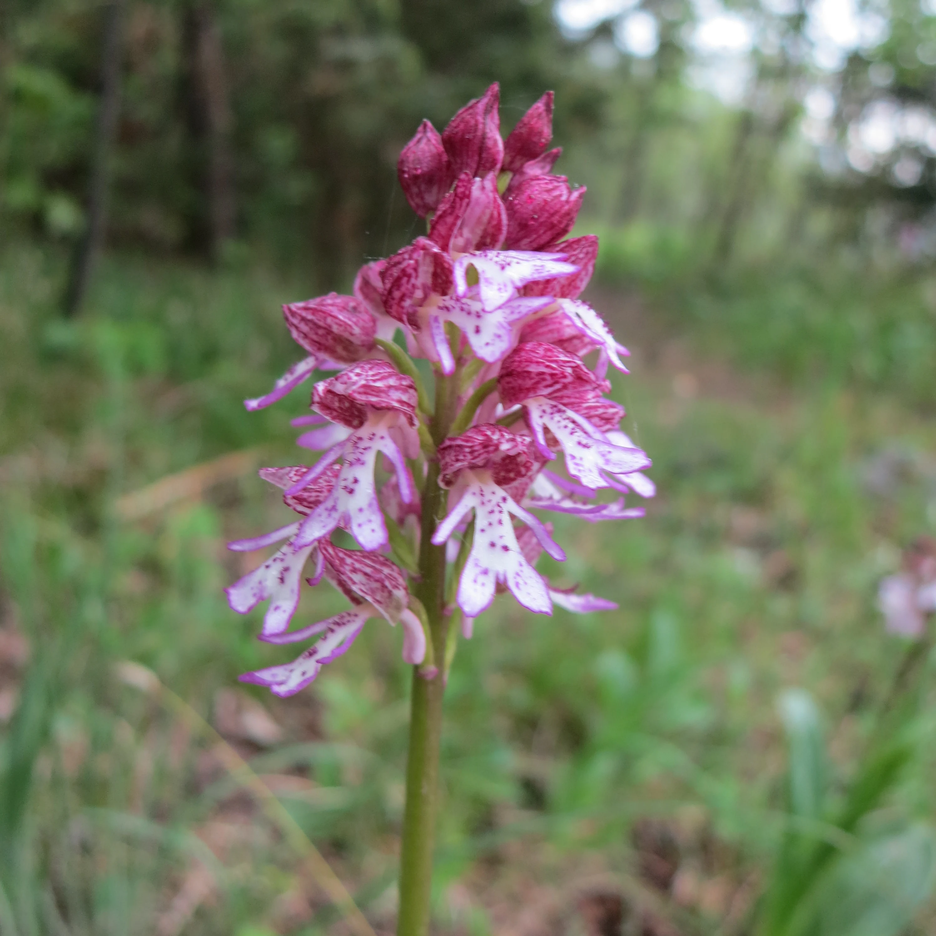 A close-up shot of a purple and white speckled orchid flower blooming in a grassy meadow.