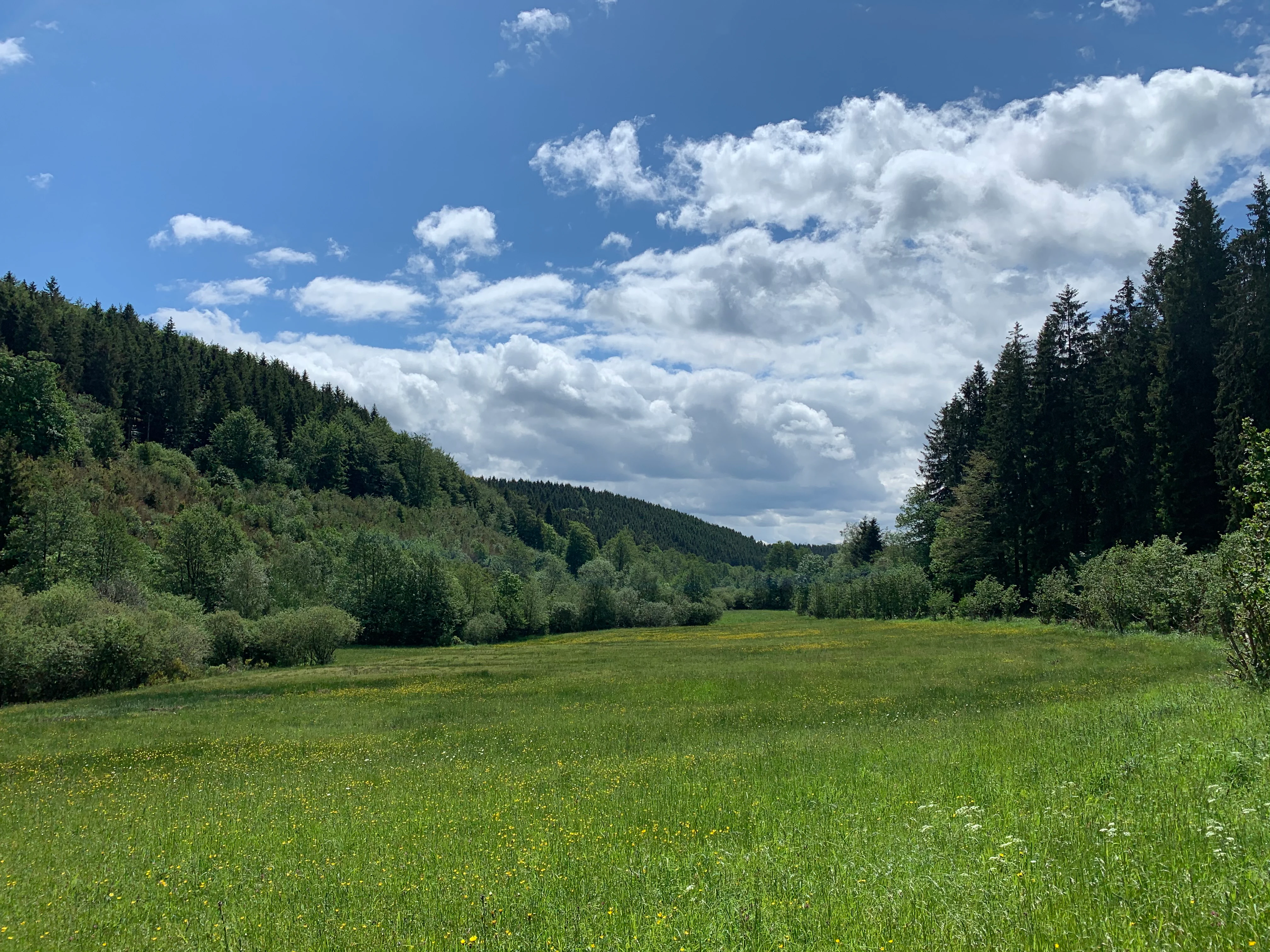 A wide, grassy meadow landscape framed by dense coniferous forest slopes under a bright blue sky with scattered clouds.