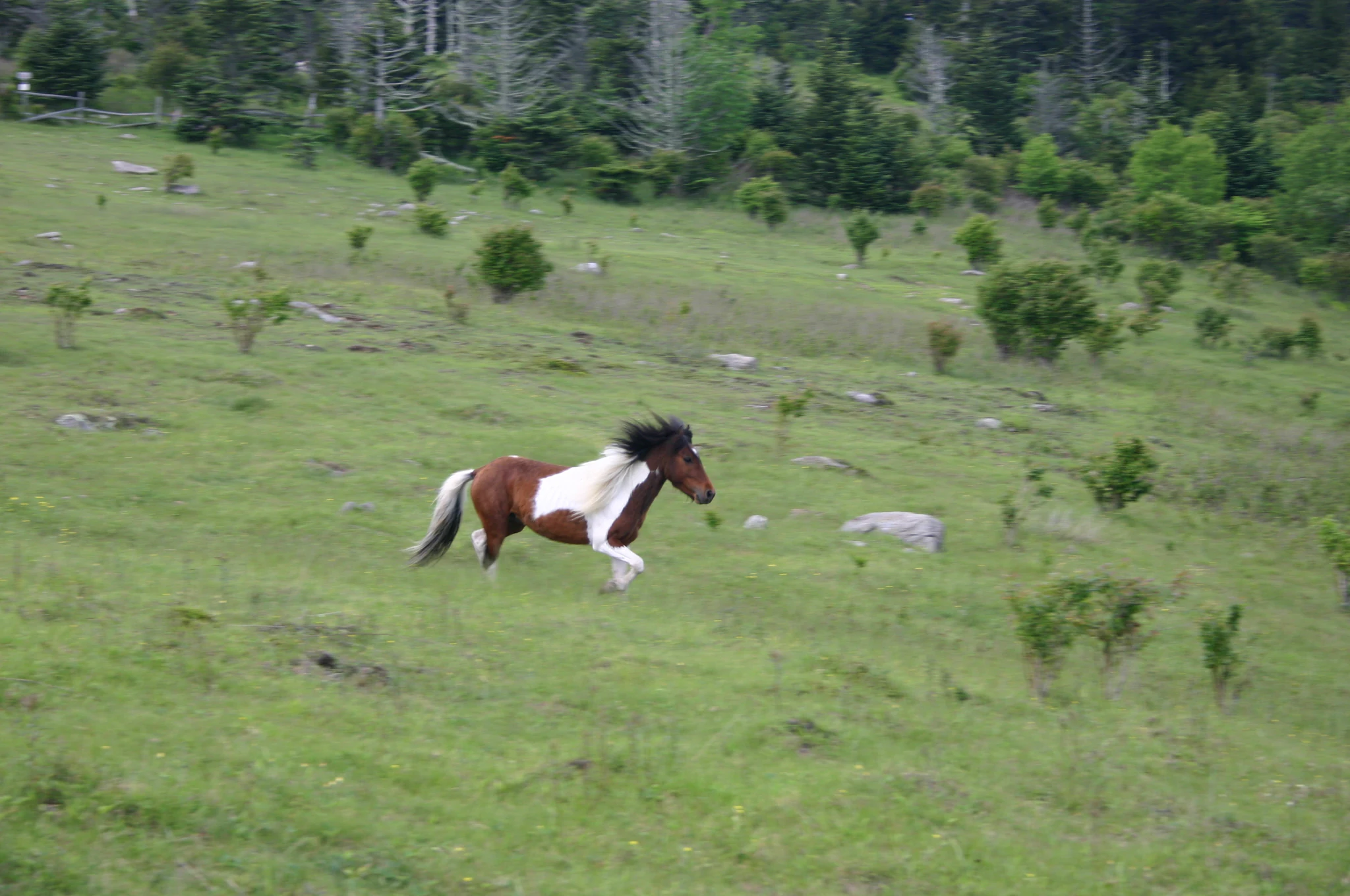A brown and white pinto pony running across a grassy, open meadow bordered by evergreen trees.
