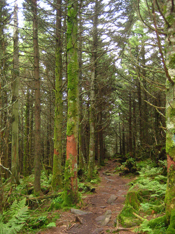 A dirt hiking trail leads through a dense, high elevation forest with tall coniferous trees covered in green moss.