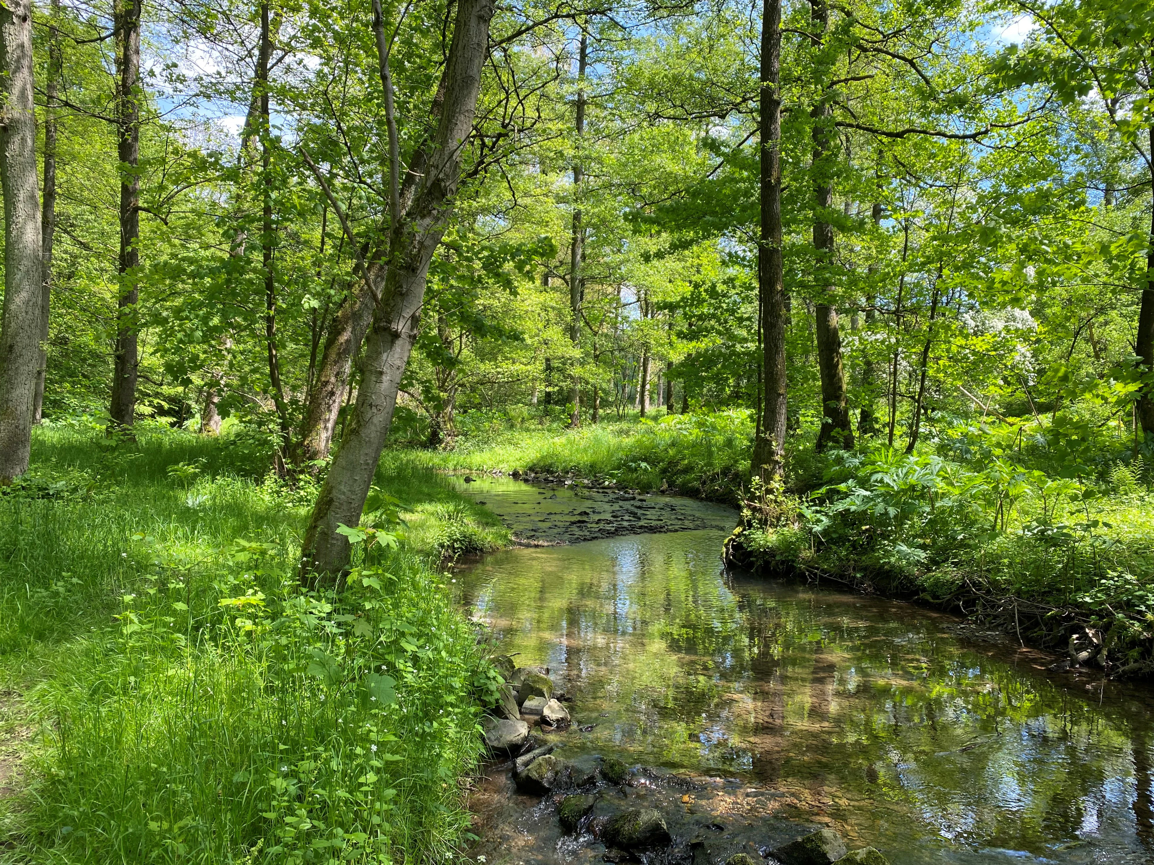 A small stream flows through a dense green forest with trees reflecting in the calm water.
