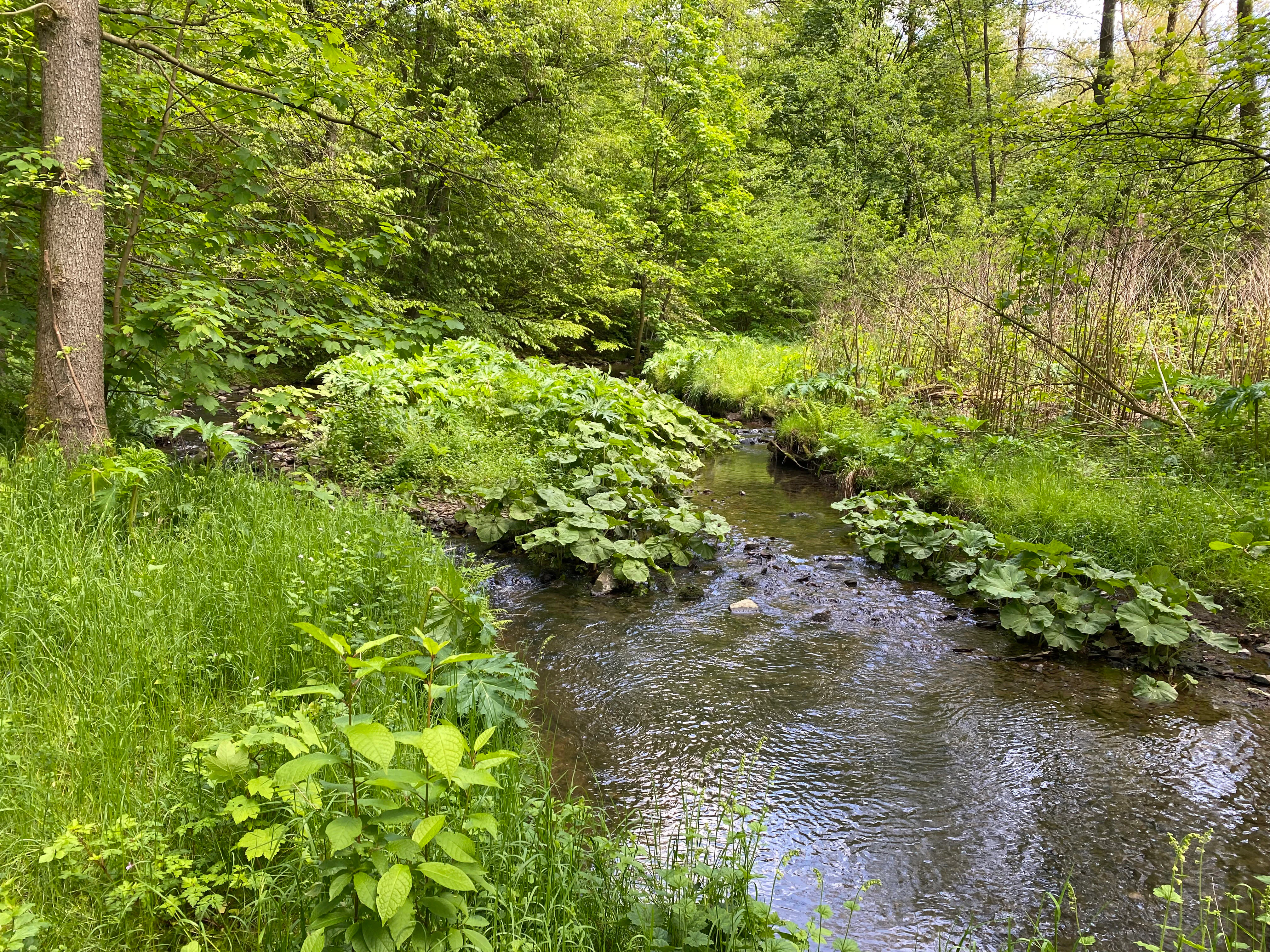 A small stream flows through a green forest valley with large-leafed butterbur plants growing densely along the water's edge and gravel bars, surrounded by trees and lush vegetation