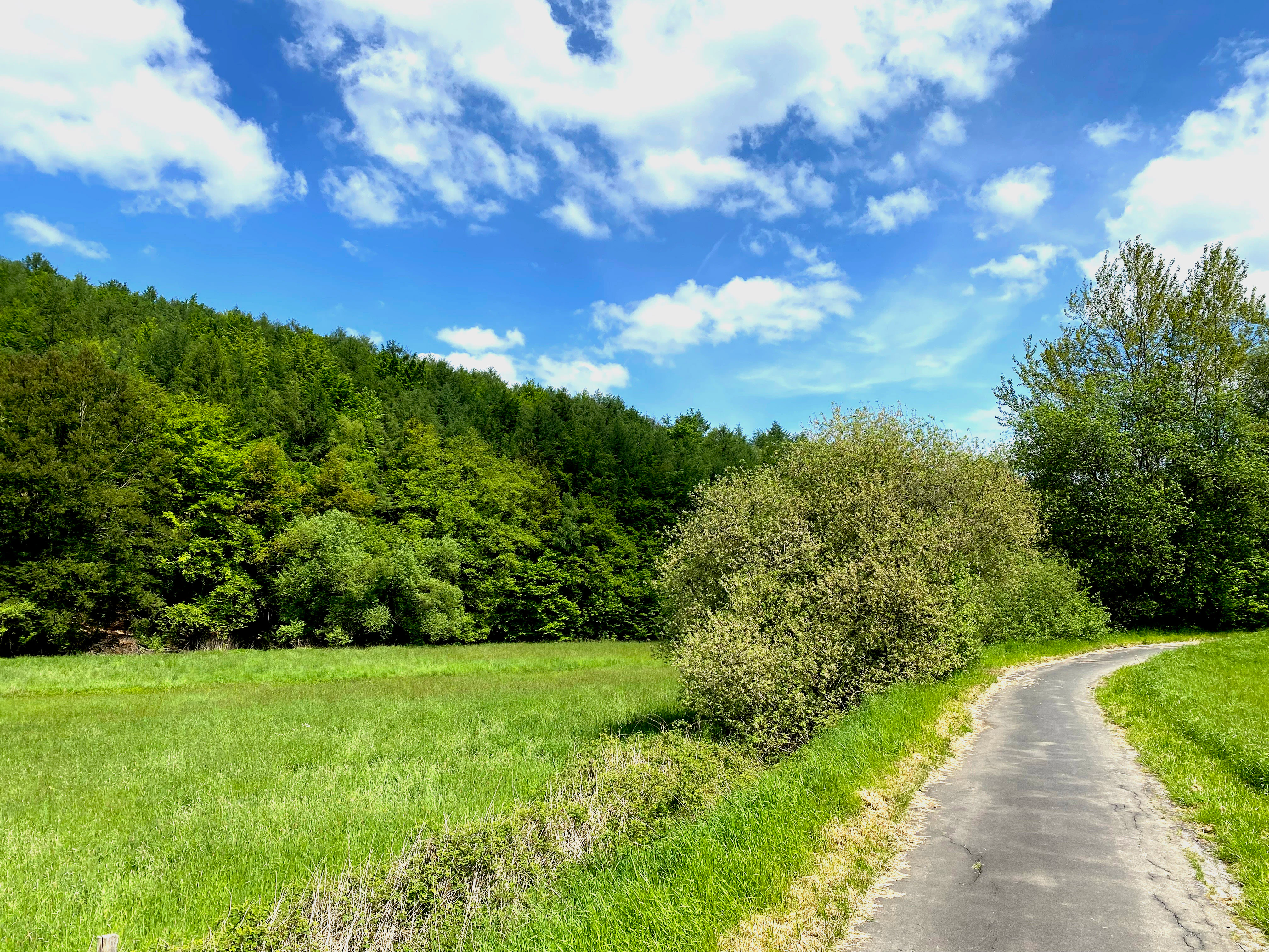 A paved footpath curves through a bright green meadow with bushes on the right, leading towards a dense forest on a hillside under a blue sky with white clouds.