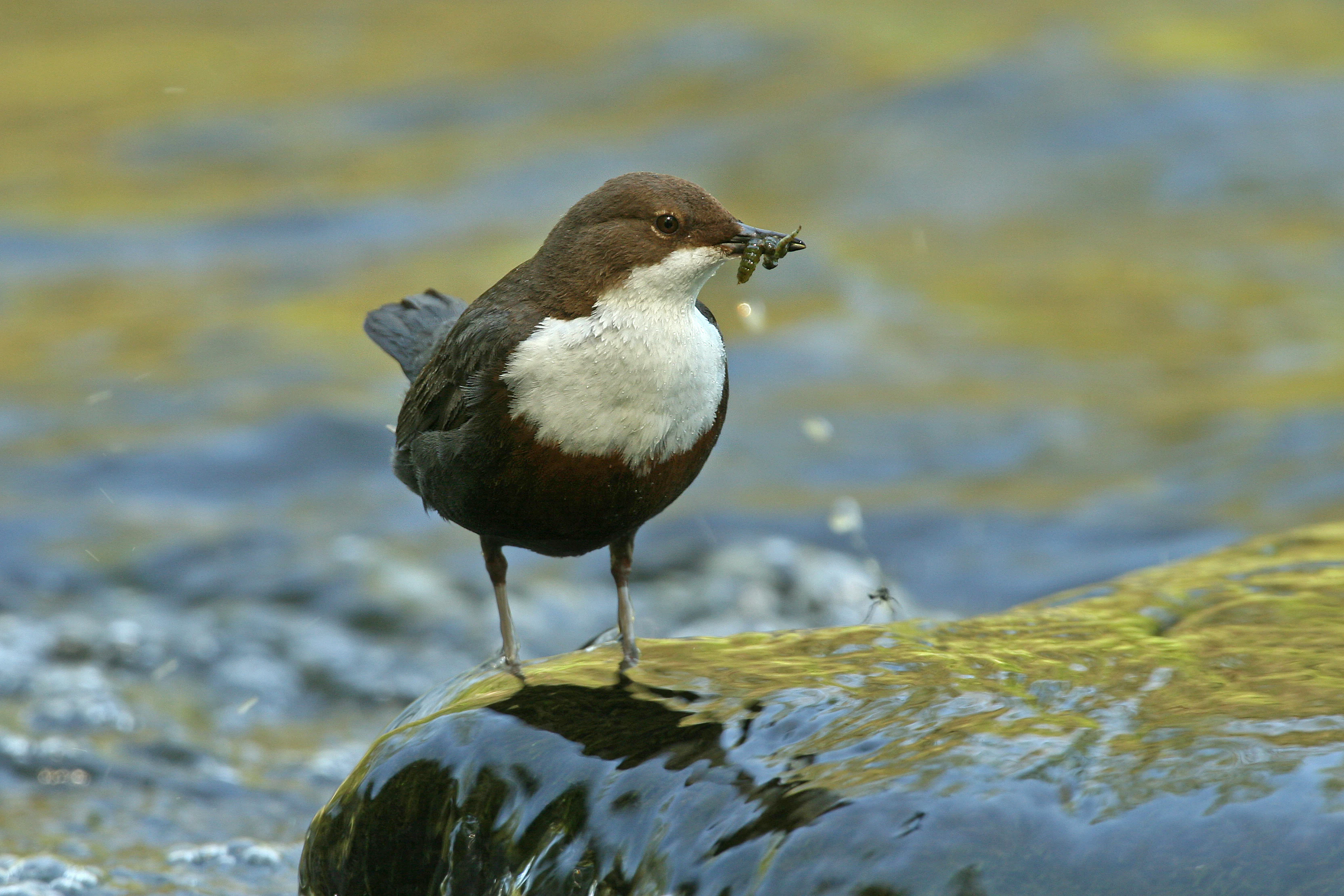 A small brown and white bird with food in its beak stands on a wet rock in a flowing stream.