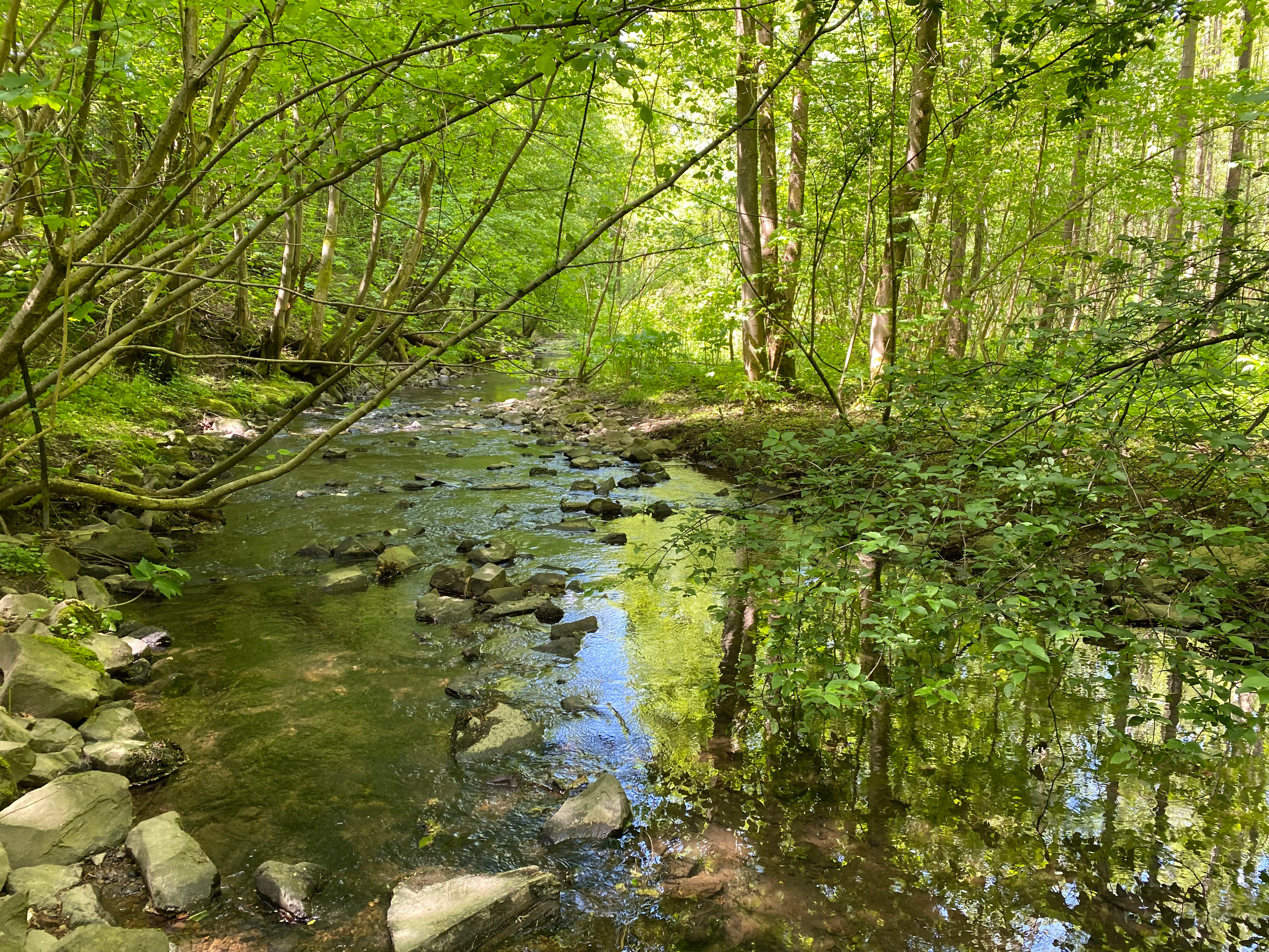 A shallow, rocky stream flows through a lush green forest with trees overhanging the water and reflecting in the pools.