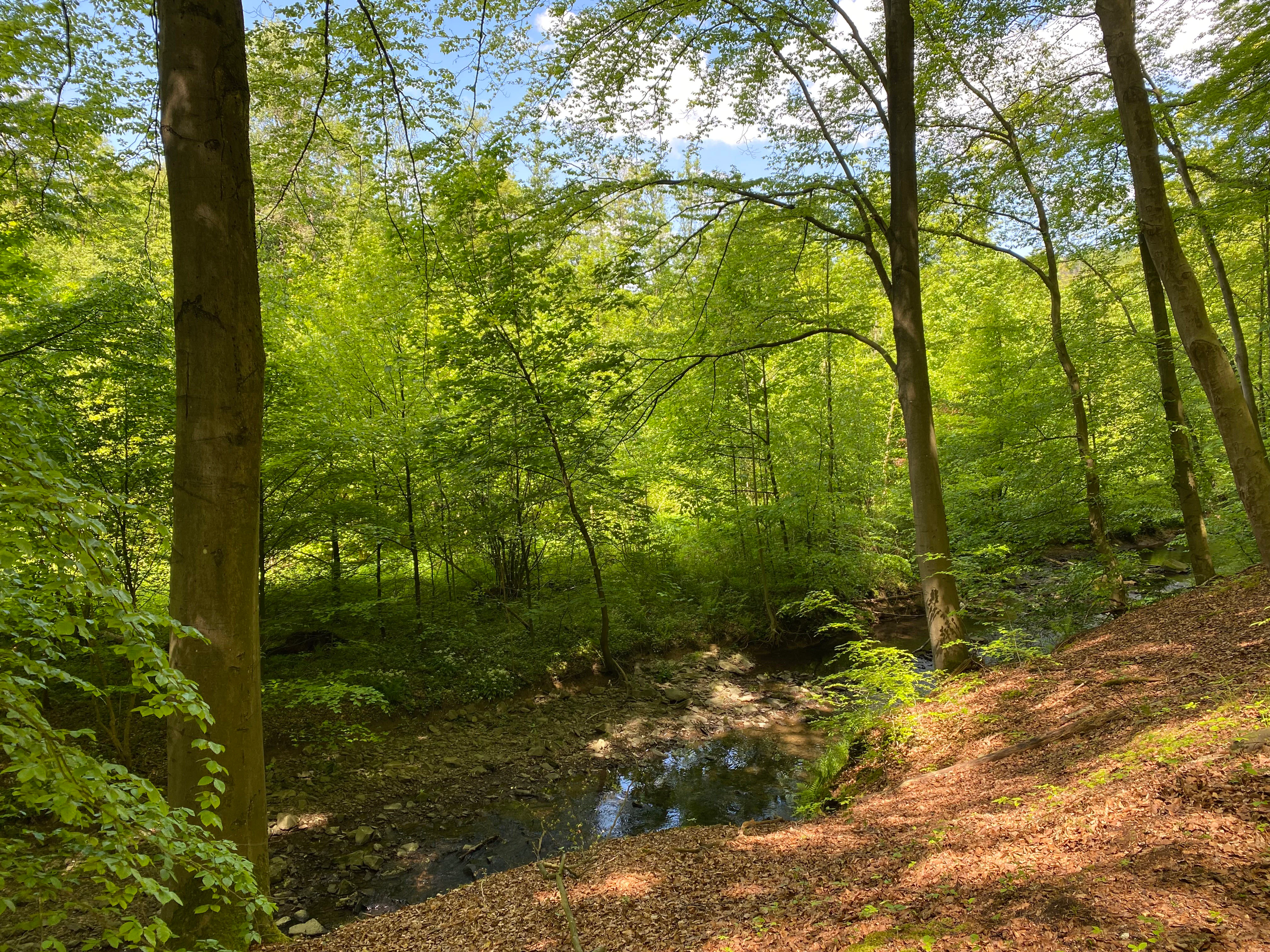 A small stream flows through a dense deciduous forest with tall tree trunks, a bright green canopy, dappled sunlight, and a leaf-covered bank sloping down on the right side.