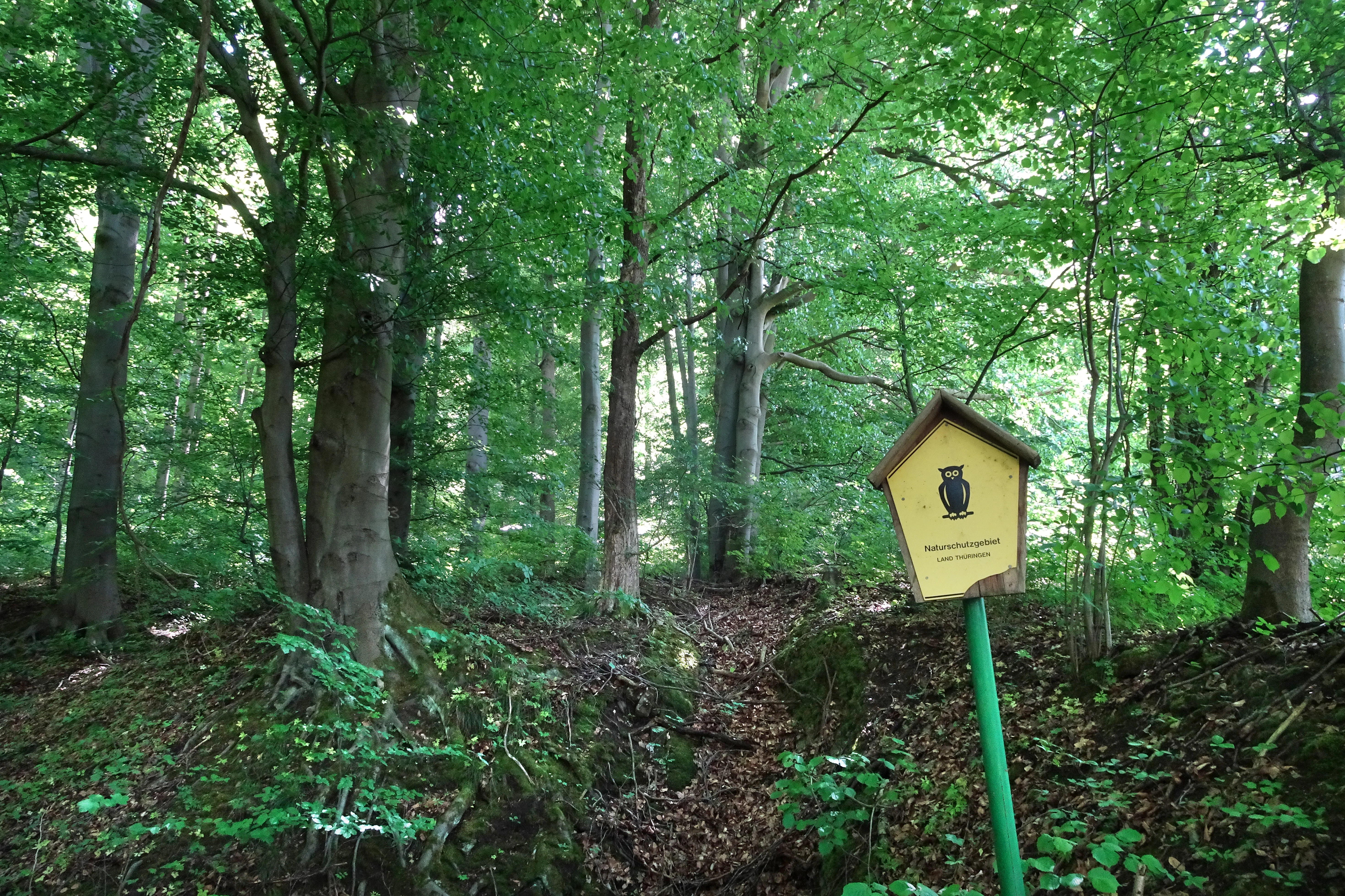 A yellow pentagonal sign with a black owl symbol mounted on a green post, positioned in a dense deciduous forest.