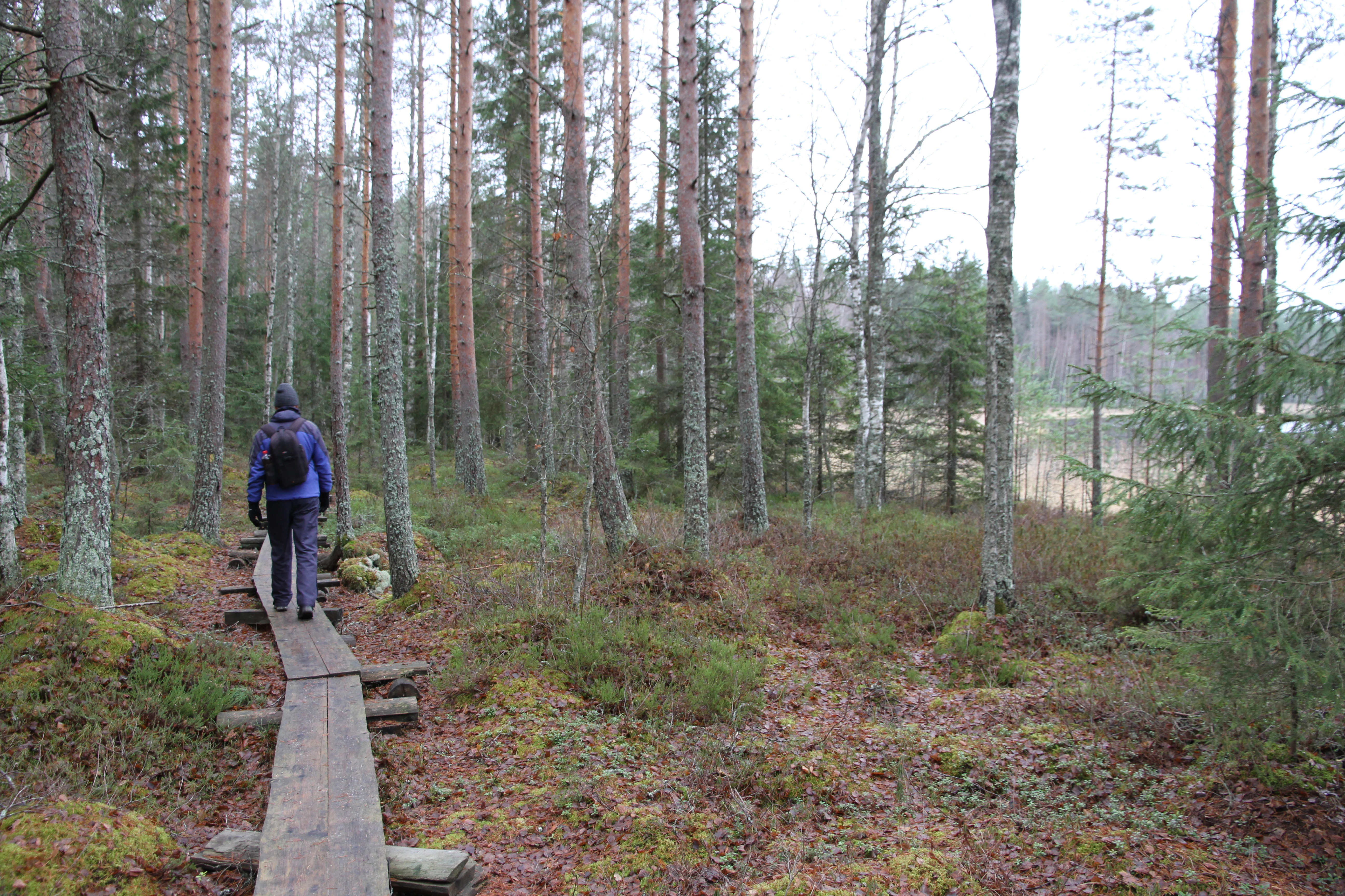 A person hiking on a wooden boardwalk through a forest with tall pine trees and a lake visible in the background