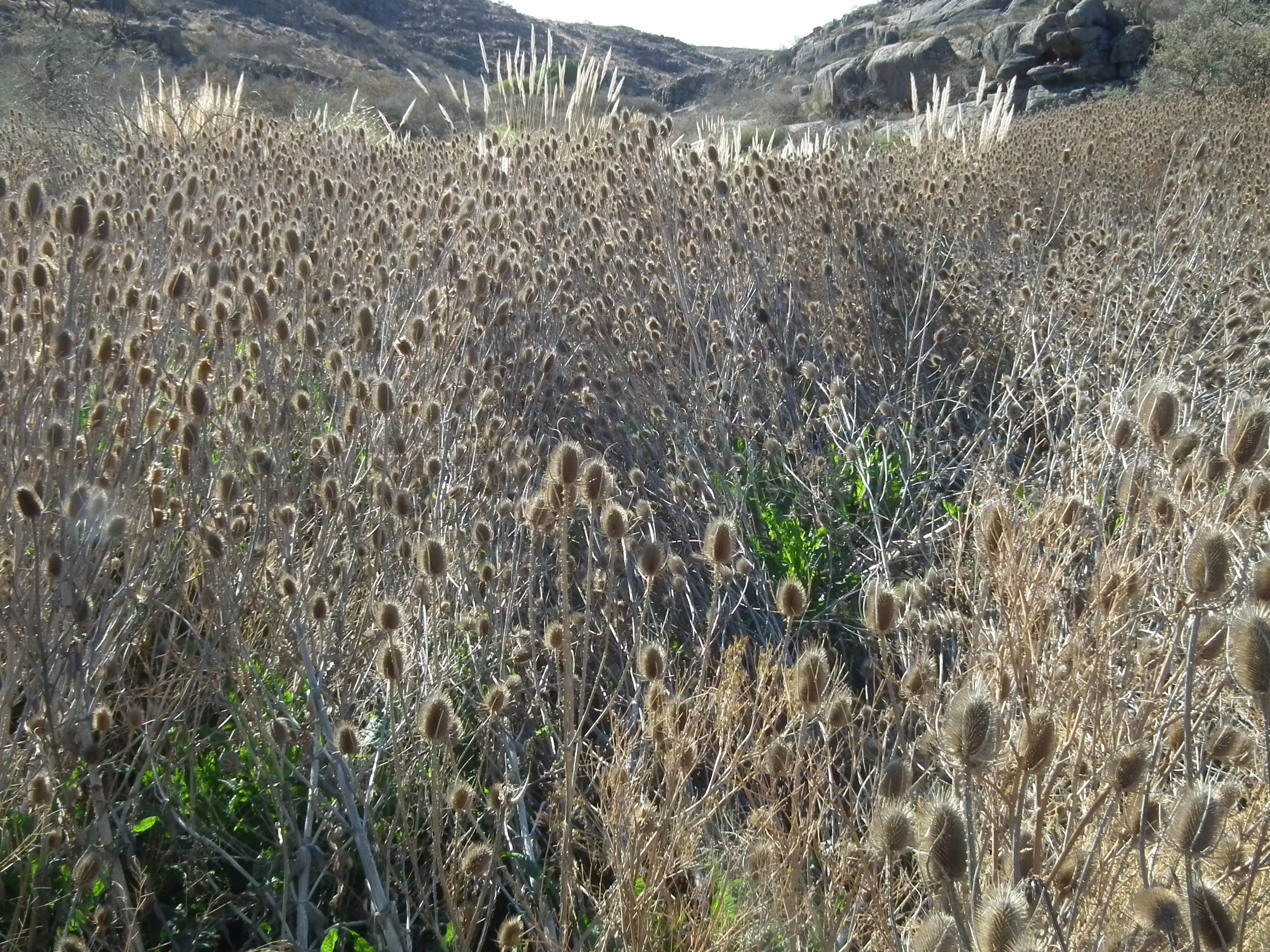 Field of tall, dry grasses and tussocks with scattered green shrubs on a mountainous plain