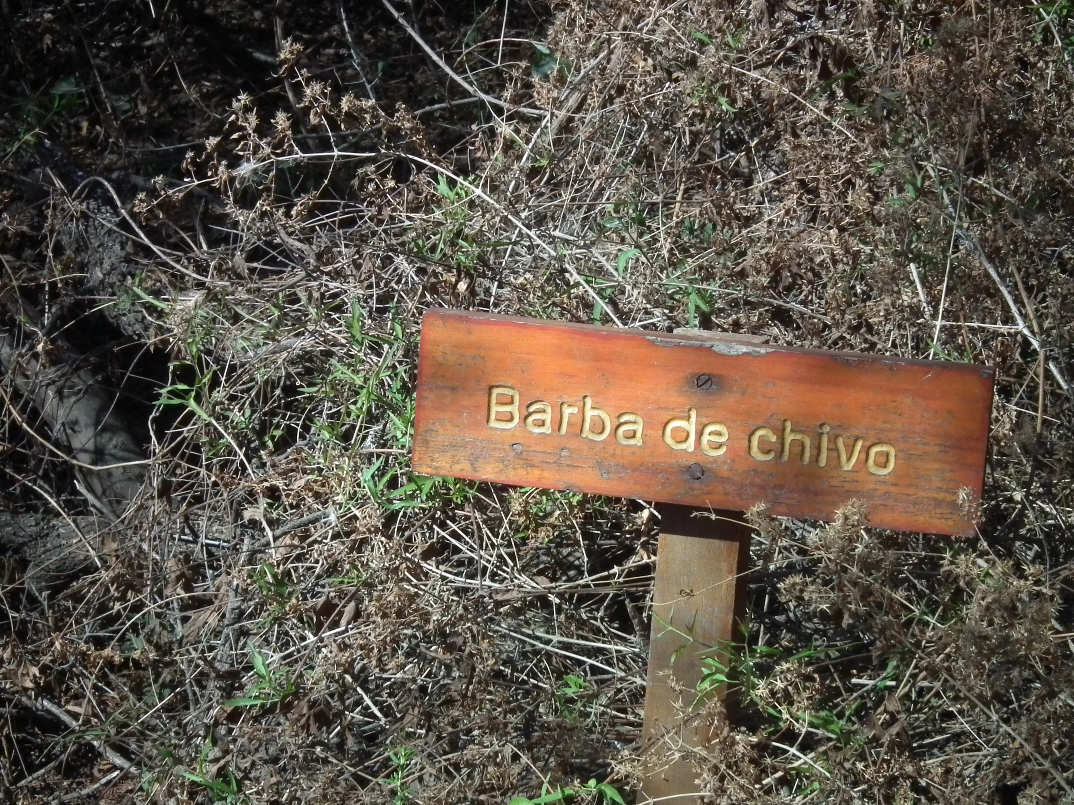 Wooden sign reading 'Barba de chivo' surrounded by dry vegetation in a natural setting