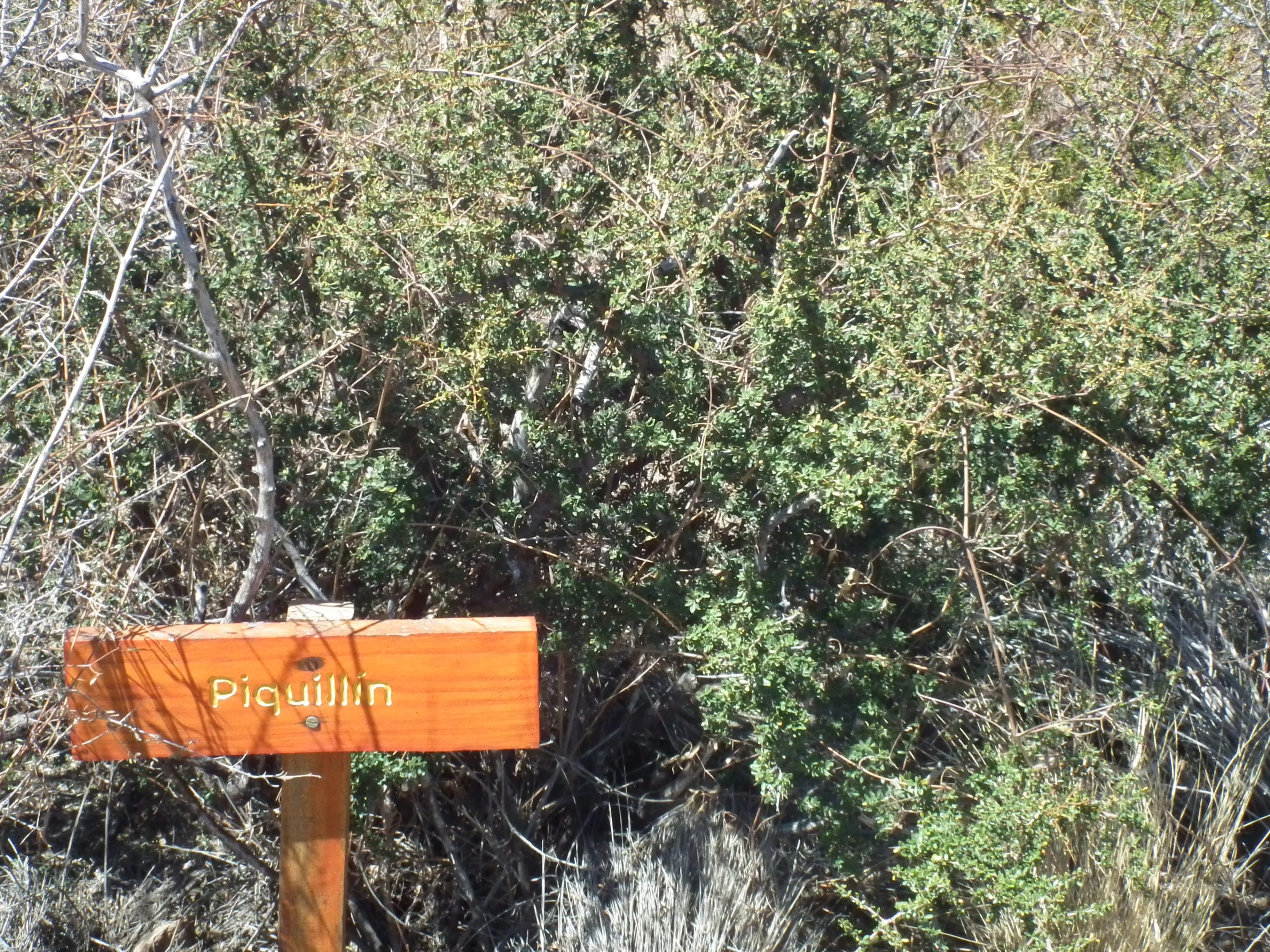 Wooden sign with 'Piquillín' label, surrounded by dense green shrubs and dry grasses