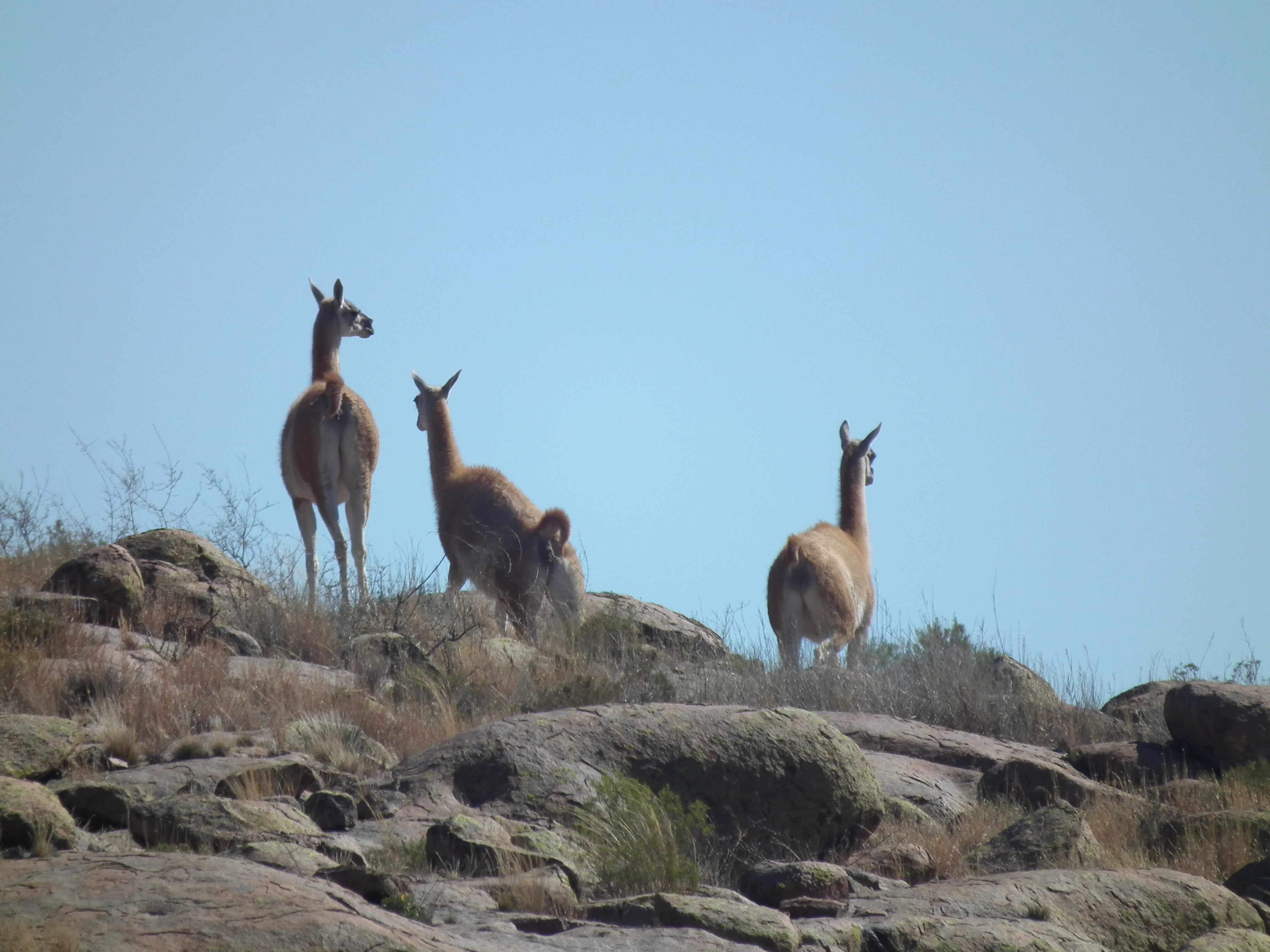 Three guanacos standing on a rocky hillside with sparse vegetation under a clear blue sky