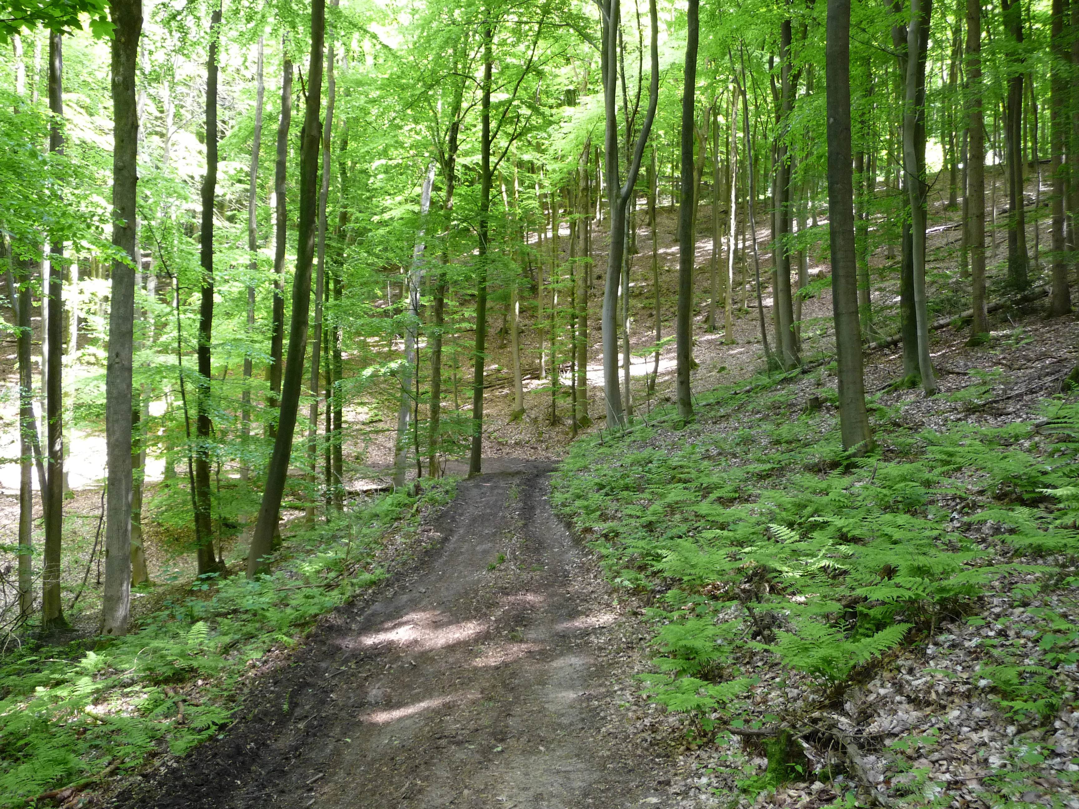 A dirt trail leads uphill through a dense, bright green deciduous forest with ferns on the forest floor.