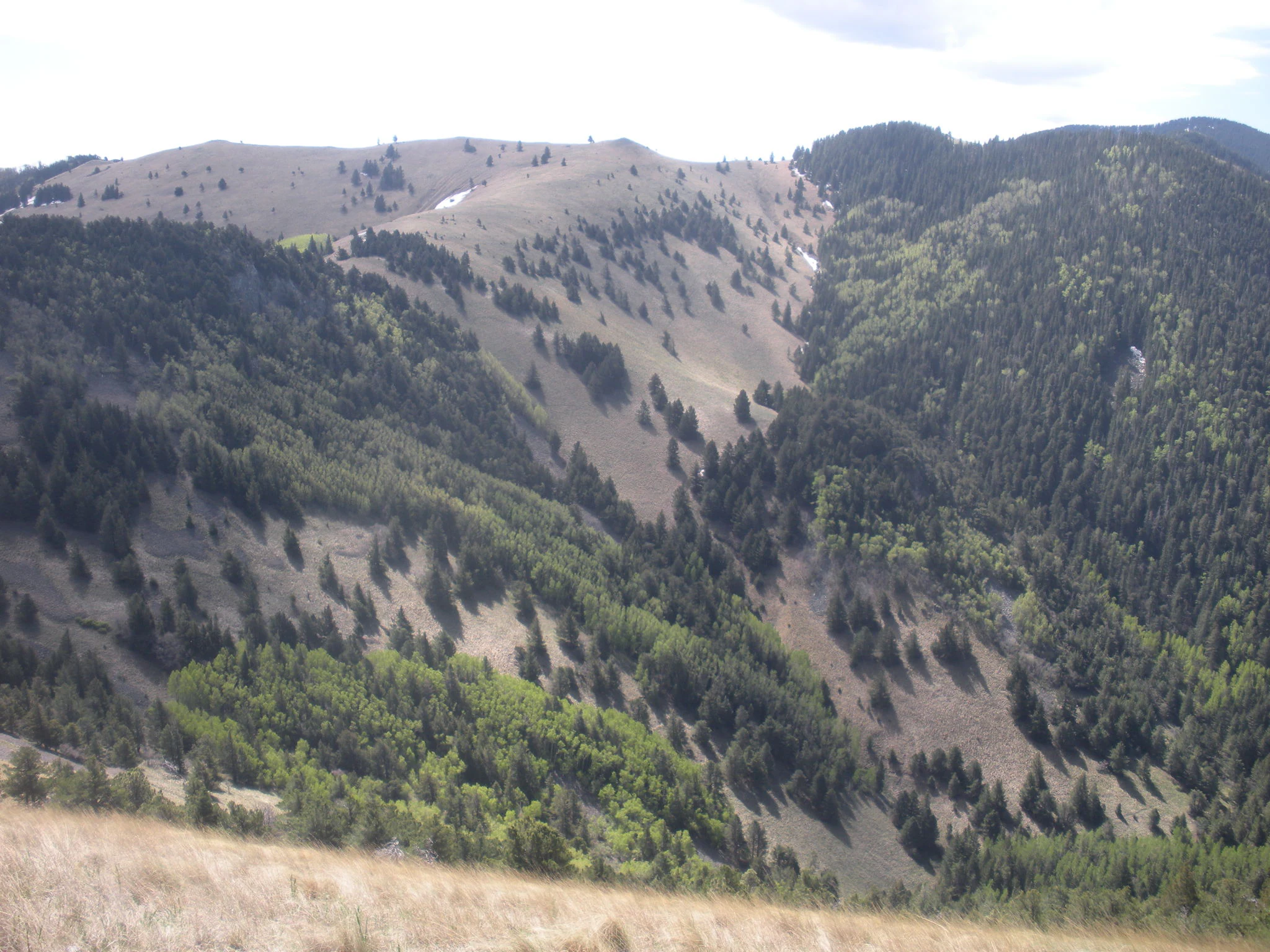 A wide view of a mountain landscape with patches of coniferous trees, deciduous shrubs, and grassy slopes under a bright sky.