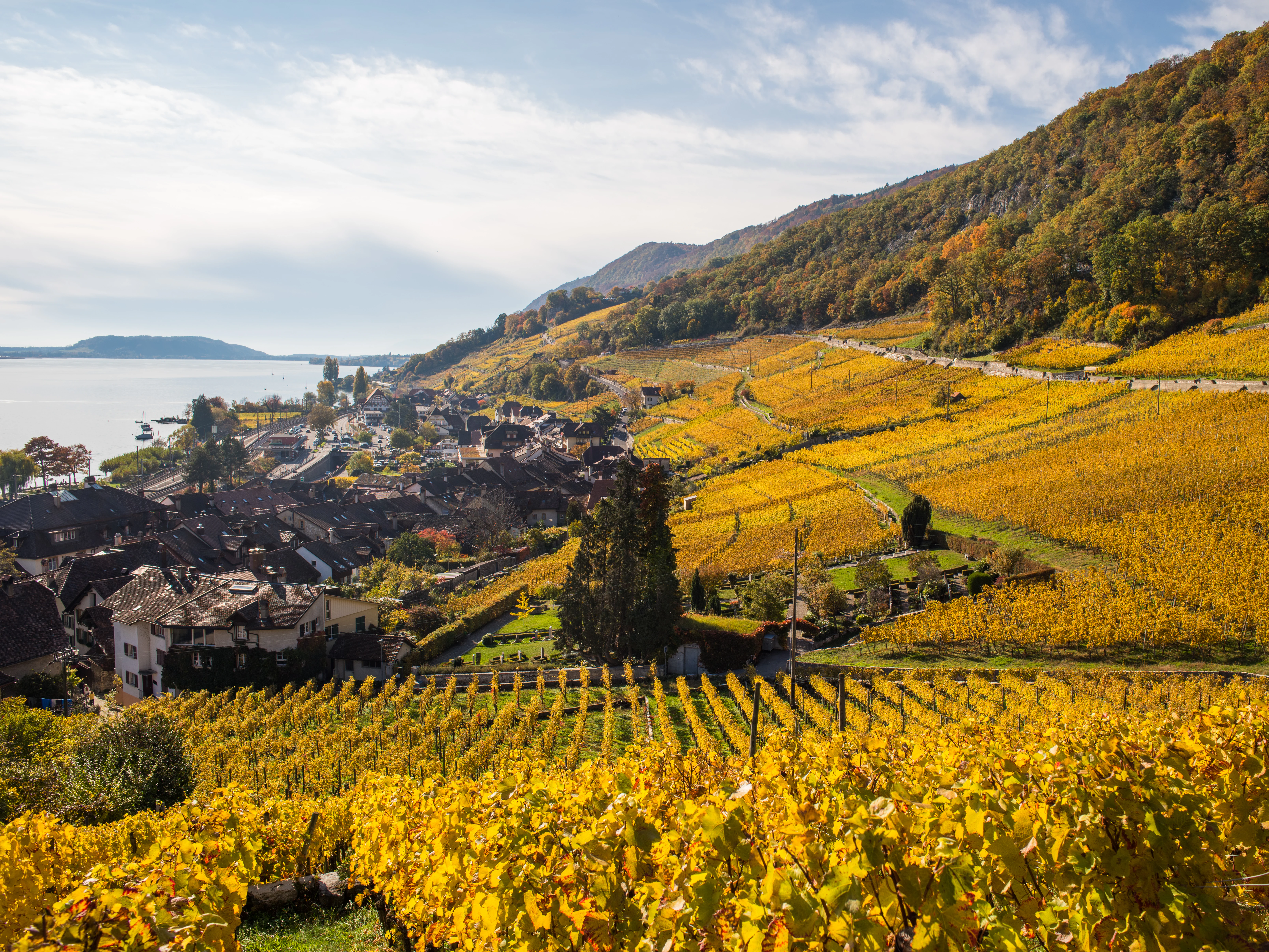 Una vista en picado de viñedos aterrazados de color amarillo dorado que descienden hacia un pequeño pueblo y un gran lago bajo un cielo despejado.
