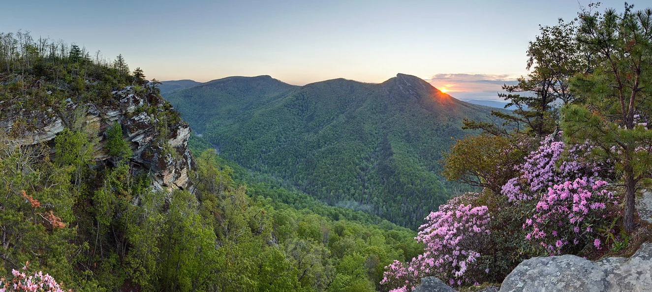 Panoramic view of a deep mountain gorge at sunrise with rocky cliffs on the left and flowering rhododendrons in the foreground.