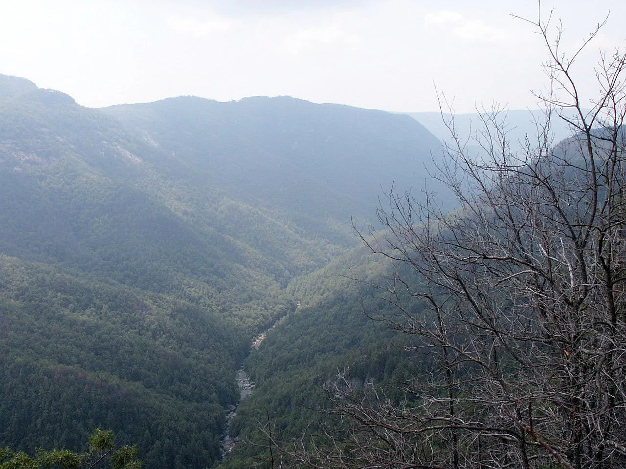 A wide view of a deep, forested canyon with a river running through the bottom, taken from a high vantage point with bare tree branches in the foreground.