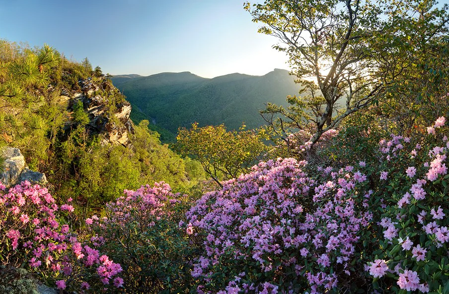A sunny mountain landscape featuring pink rhododendron flowers in the foreground and a deep, tree-covered canyon in the background.