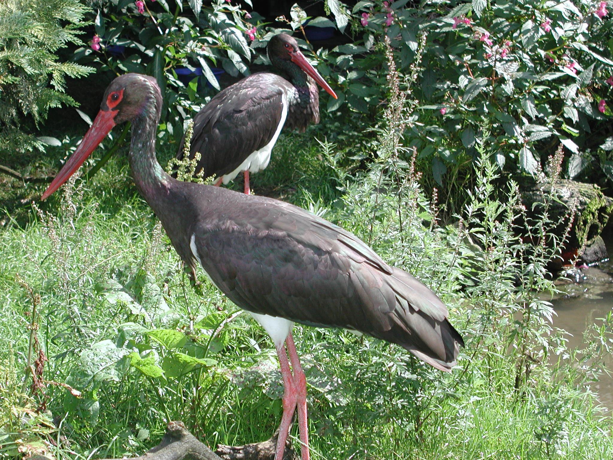 Two black storks with dark plumage and long red beaks standing in a dense, green wetland area near the water.