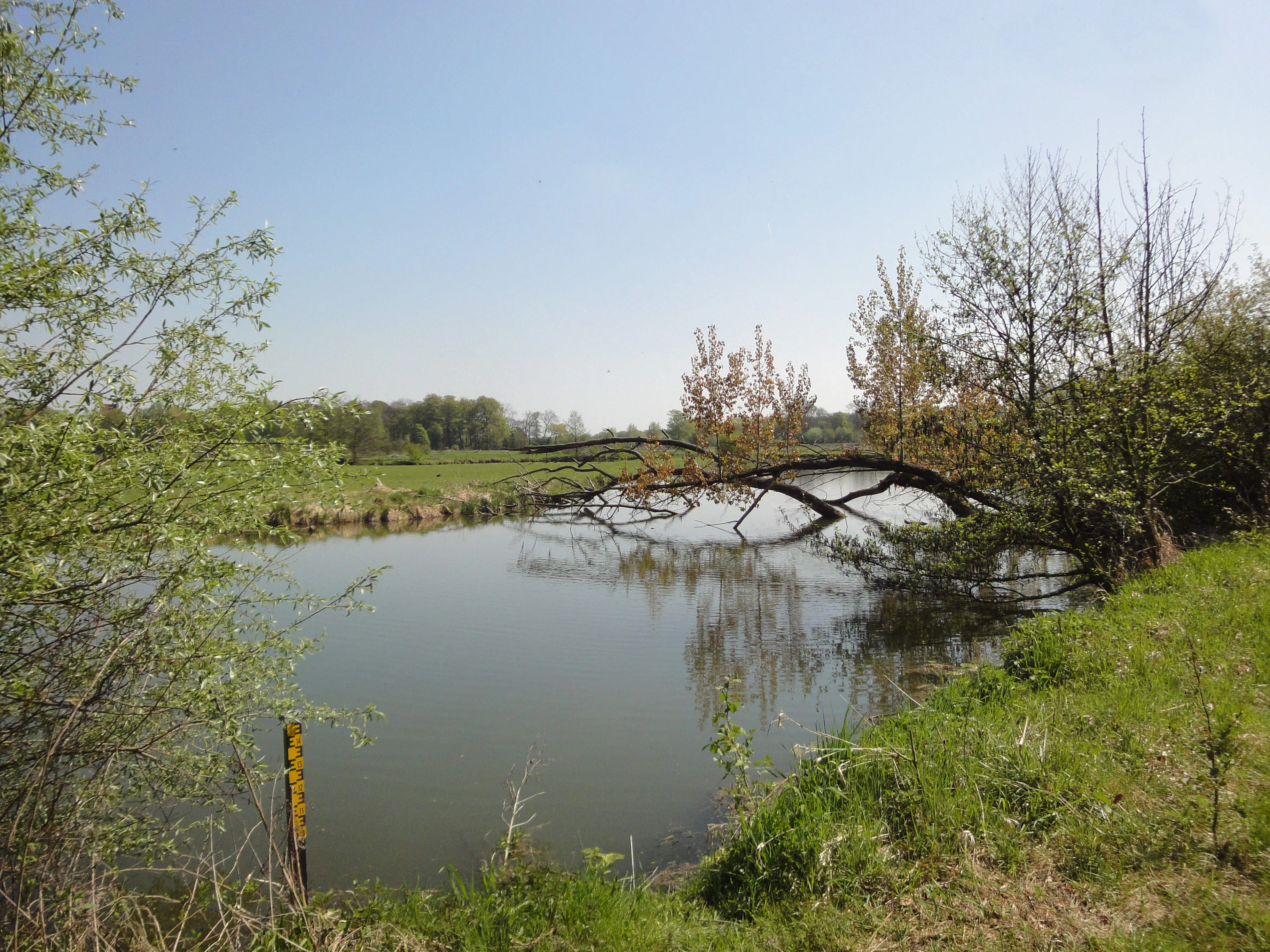 A calm, still river or oxbow lake with a large fallen tree extending across the water surface, surrounded by green riverside vegetation and trees under a clear blue sky.