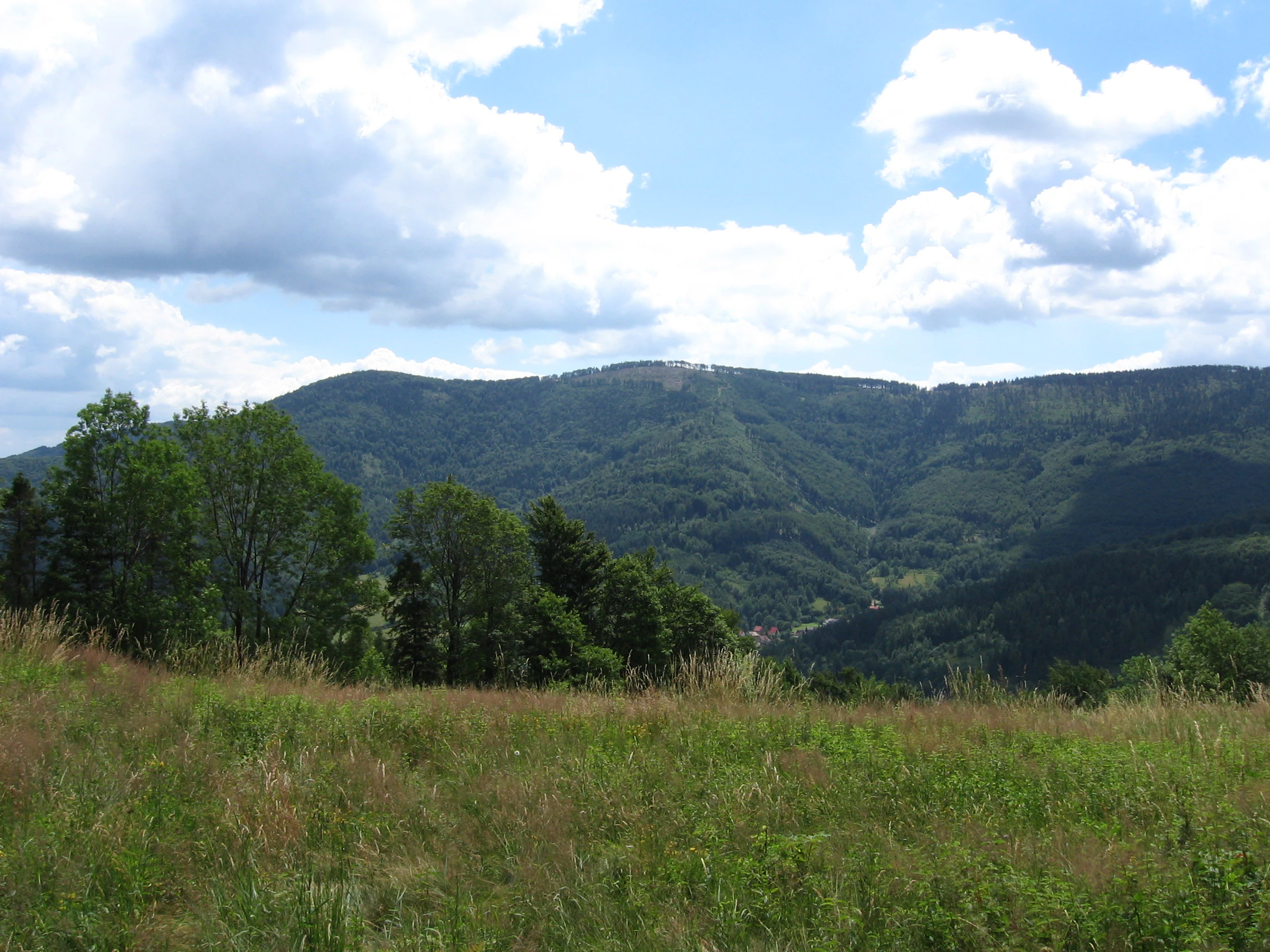 A wide landscape view of a forested mountain peak under a blue sky with white clouds, with a grassy meadow in the foreground.