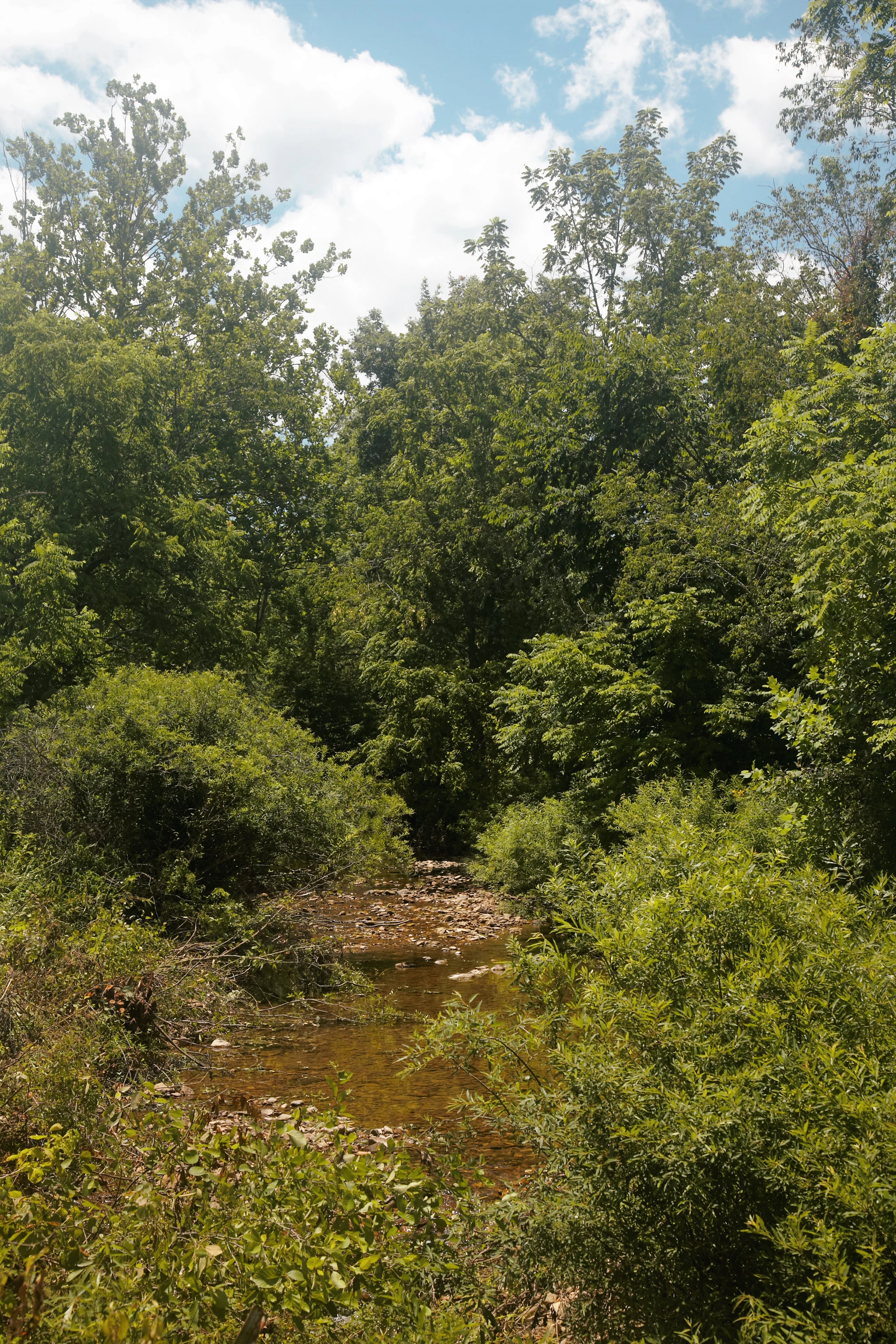 A small, shallow rocky creek flowing through a lush, green summer forest in Virginia.