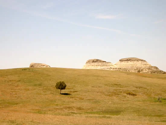 A wide, low-angle shot of the Little Missouri National Grassland, showing a solitary tree in the middle of a grassy, rolling prairie landscape with light-colored, eroded clay buttes in the background under a pale sky.