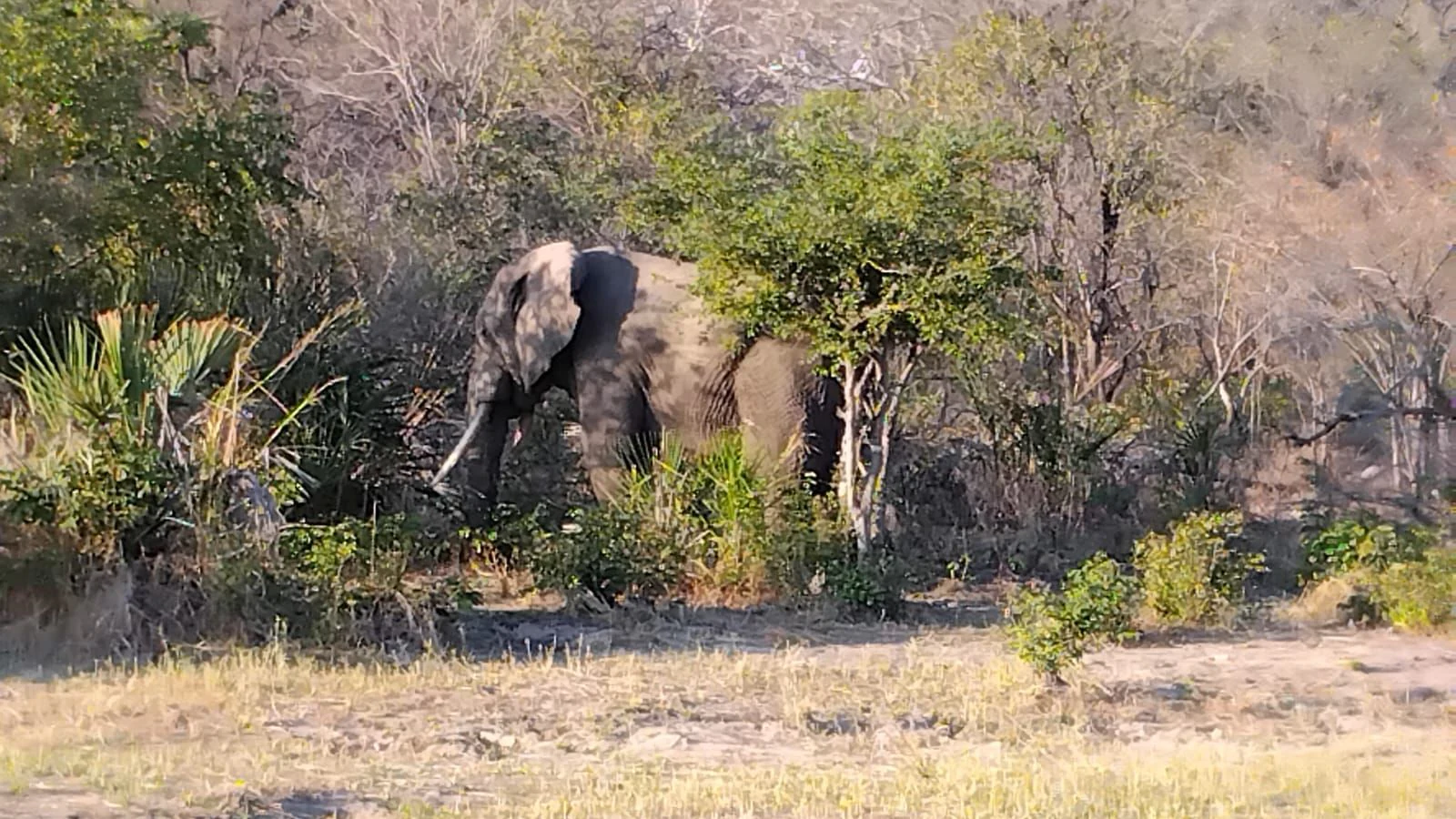 Un elefante de pie entre árboles y arbustos en un paisaje de sabana seca