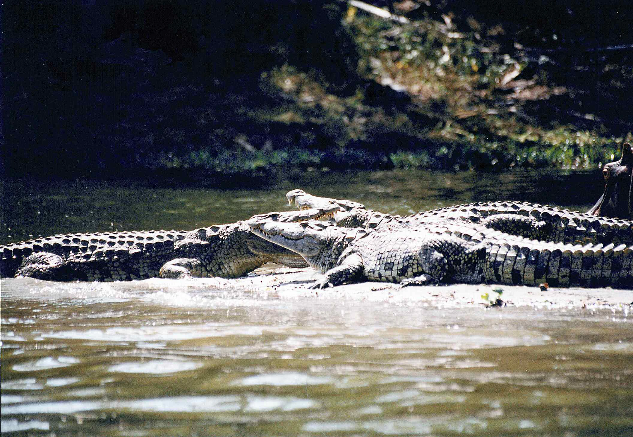 Varios cocodrilos descansando en aguas poco profundas cerca de la orilla de un río.