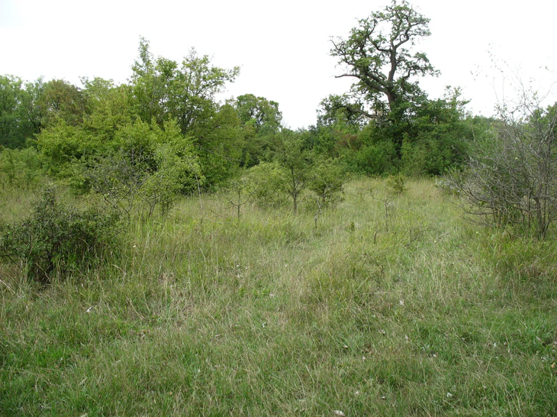 A wide view of a grassy field with patches of shrubs and mature trees in the background under an overcast sky.