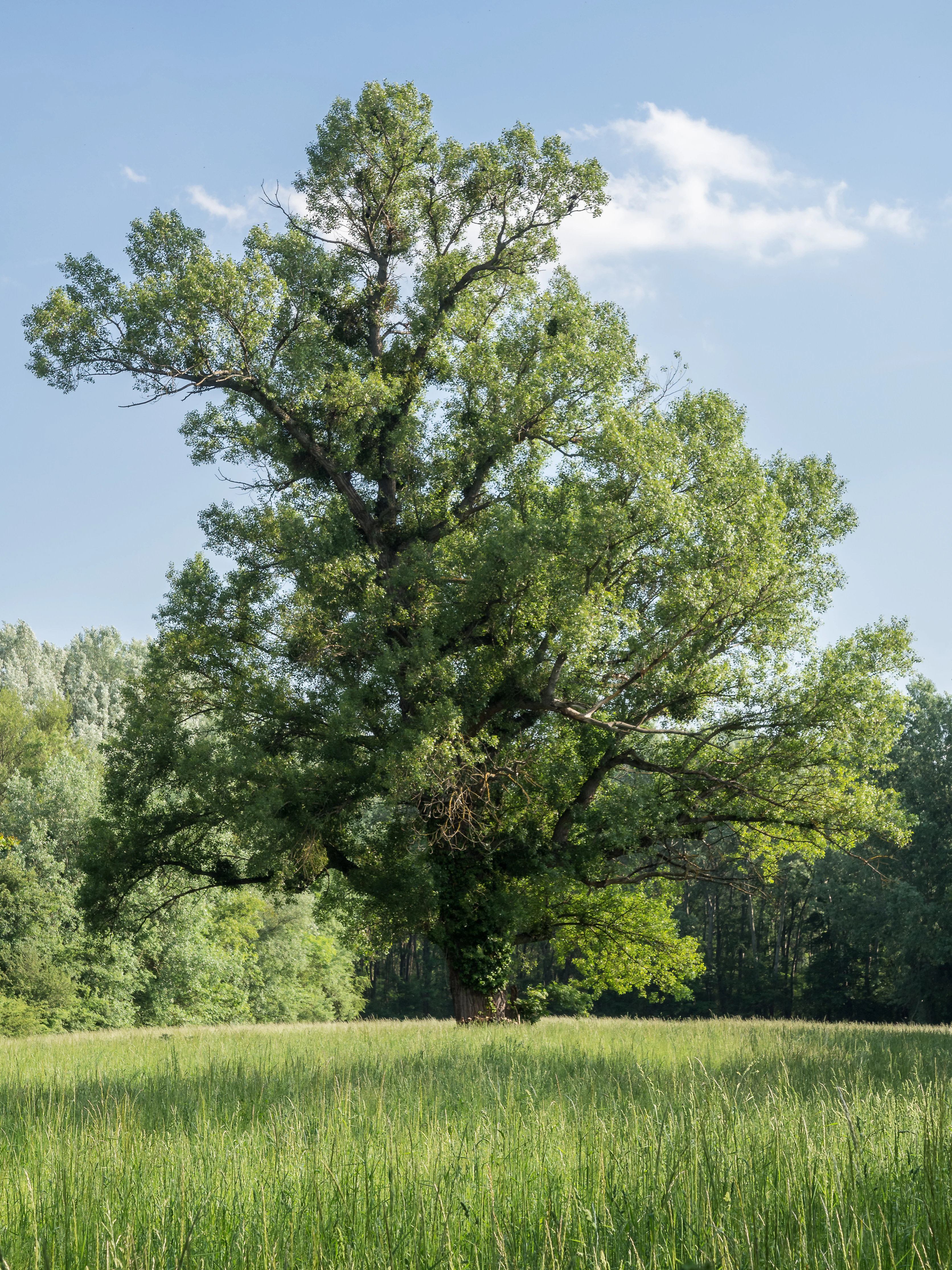 A large, solitary deciduous tree with a wide, dense green canopy stands in the center of a grassy field against a blue sky.